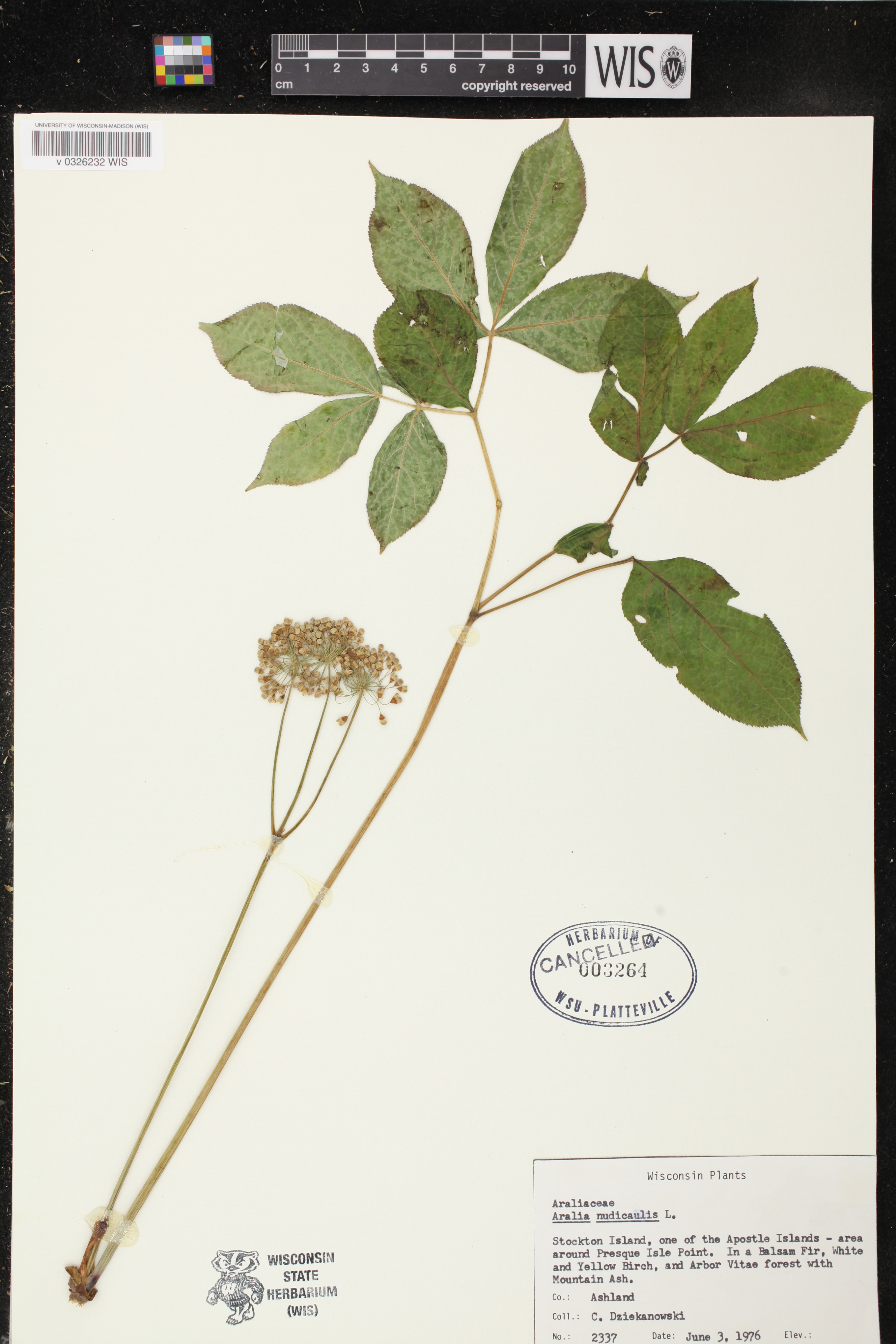 Aralia nudicaulis image