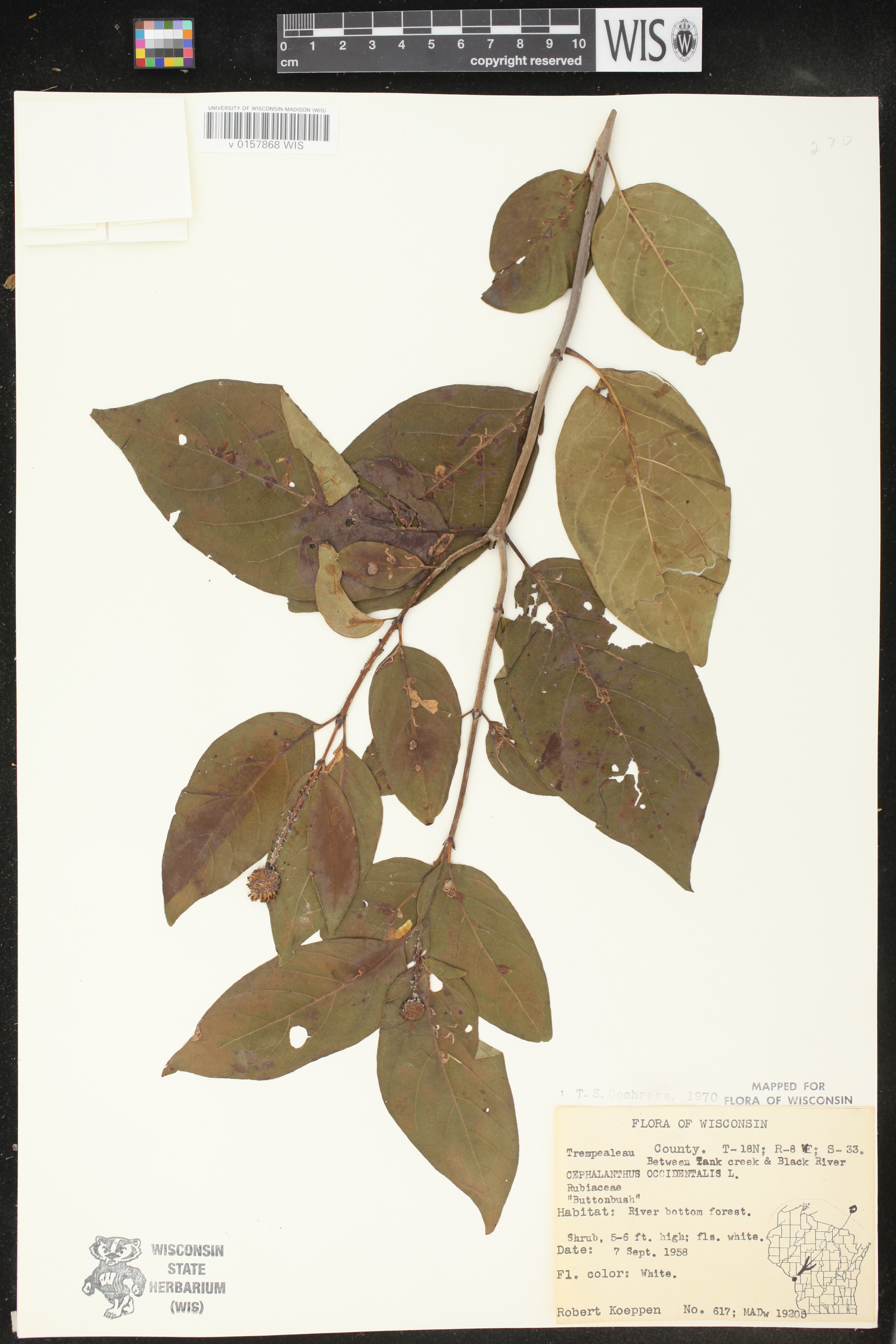 Cephalanthus occidentalis image