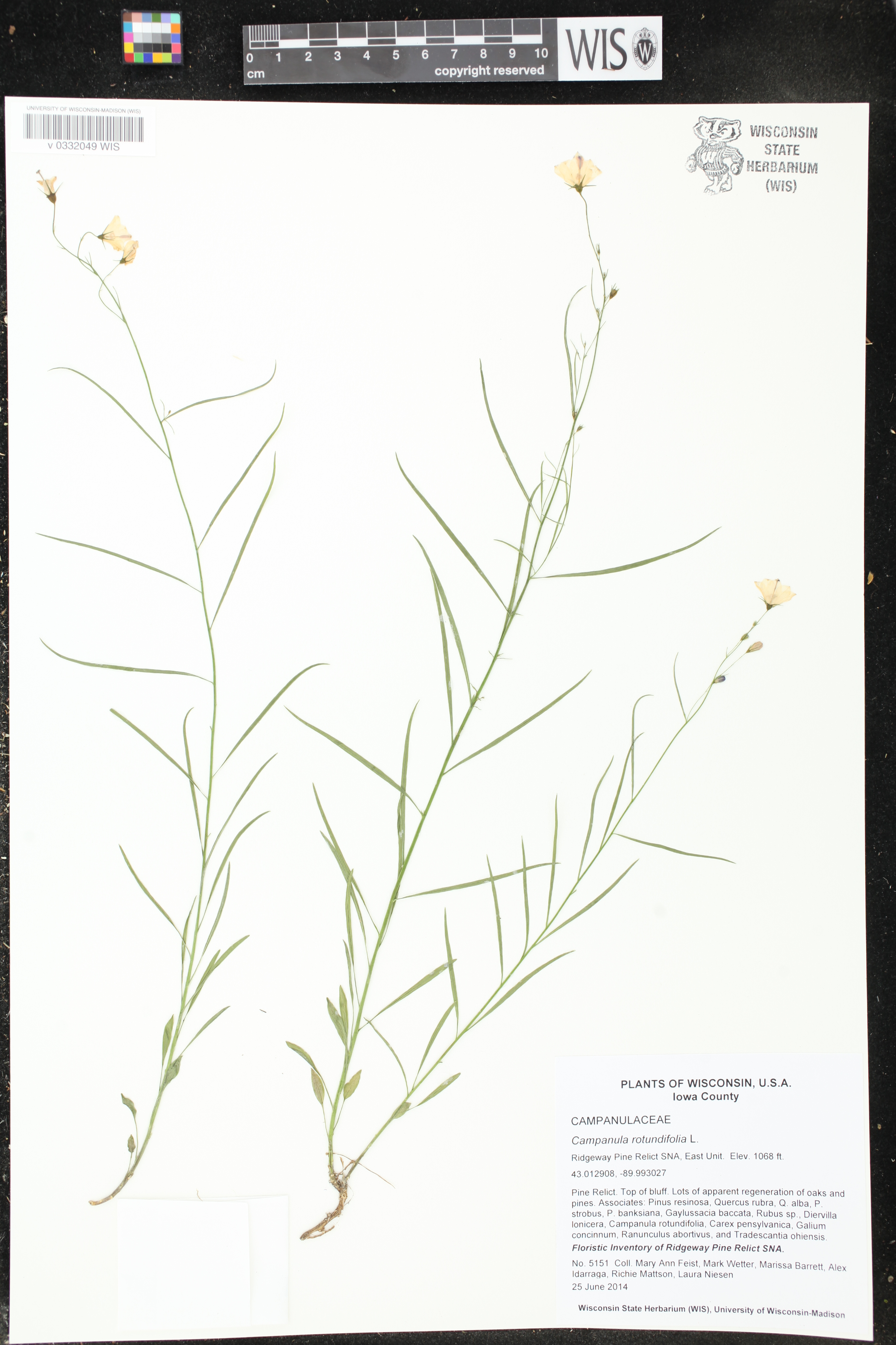 Campanula rotundifolia image