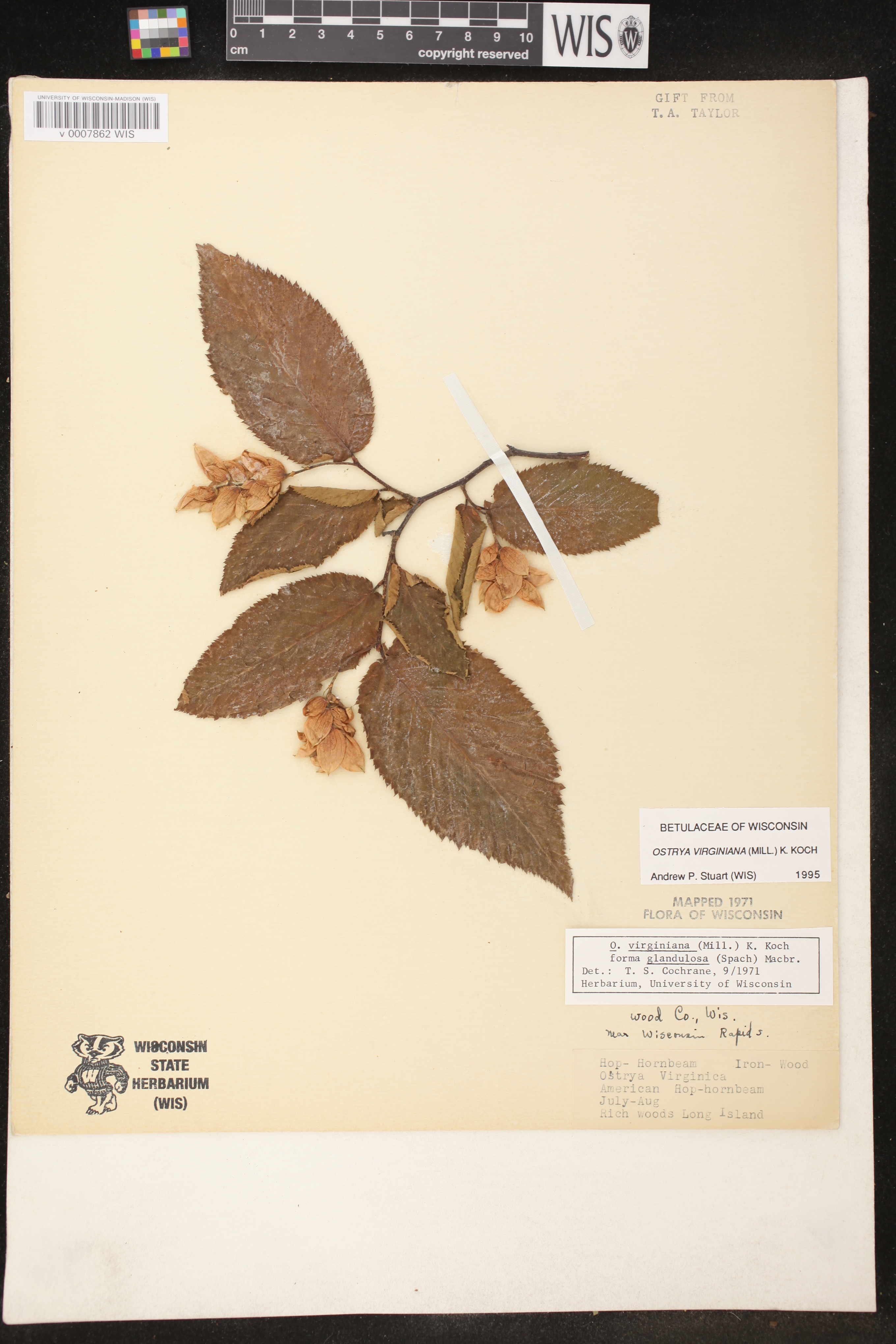 Ostrya virginiana image