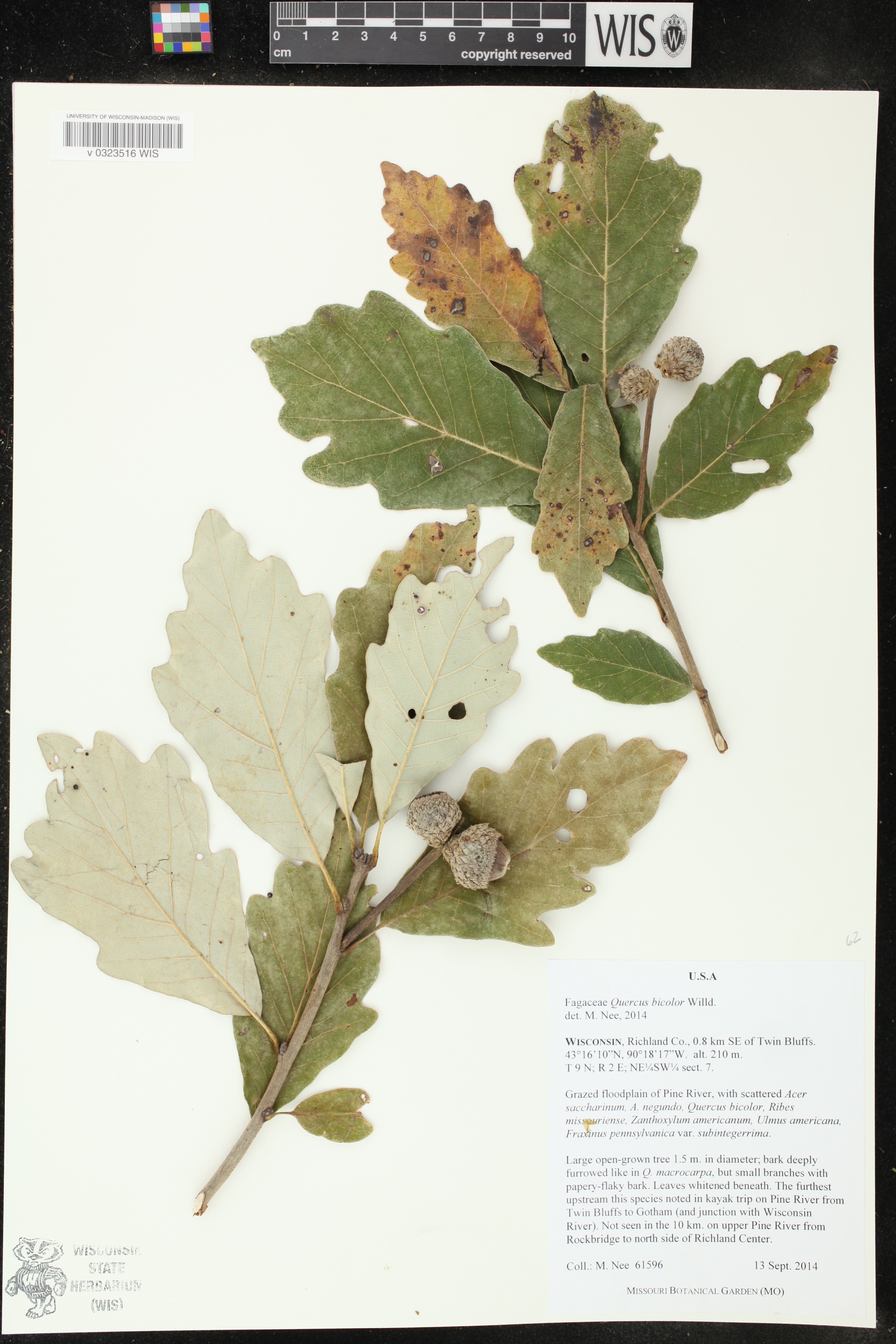 Quercus bicolor image
