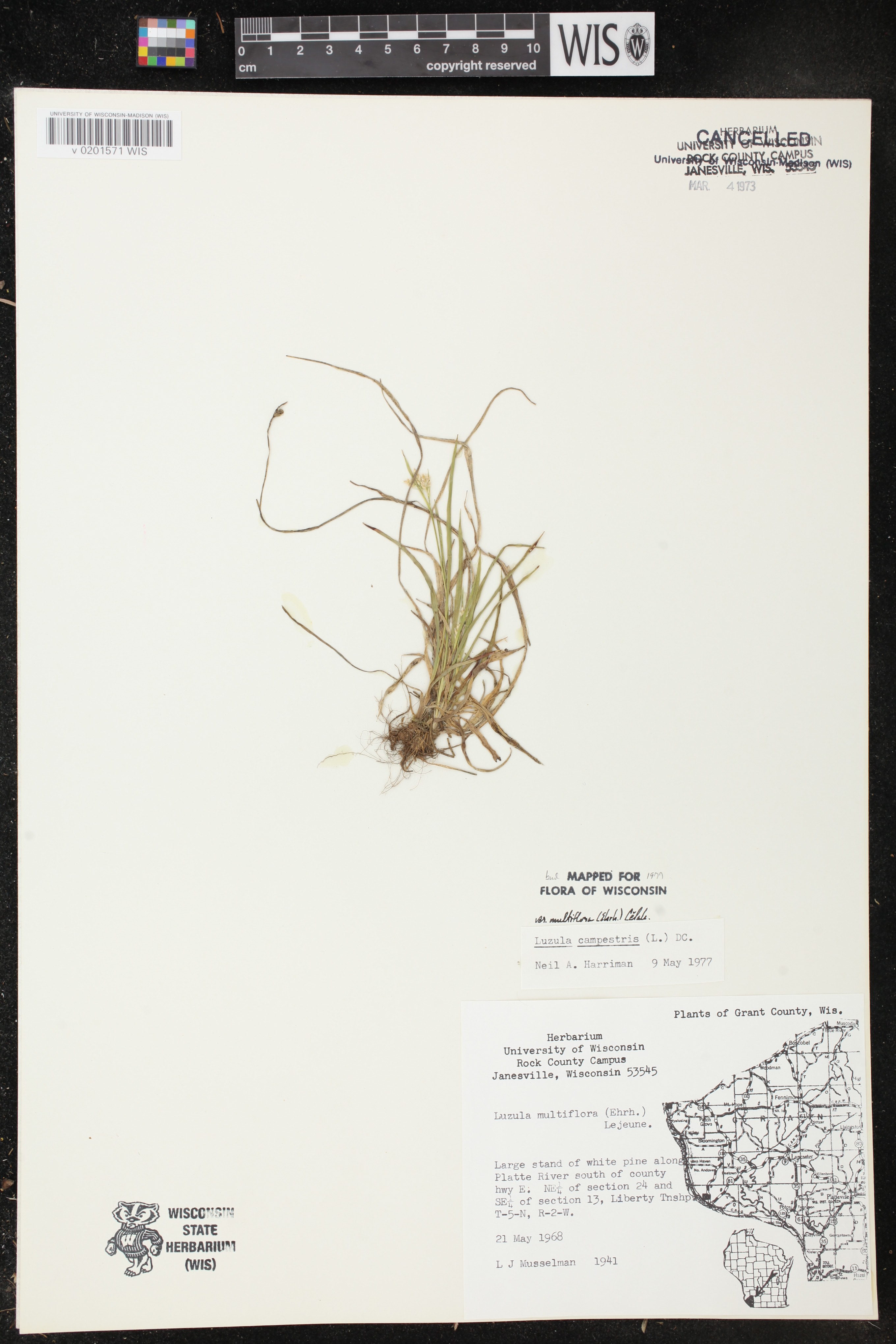Luzula multiflora subsp. multiflora image
