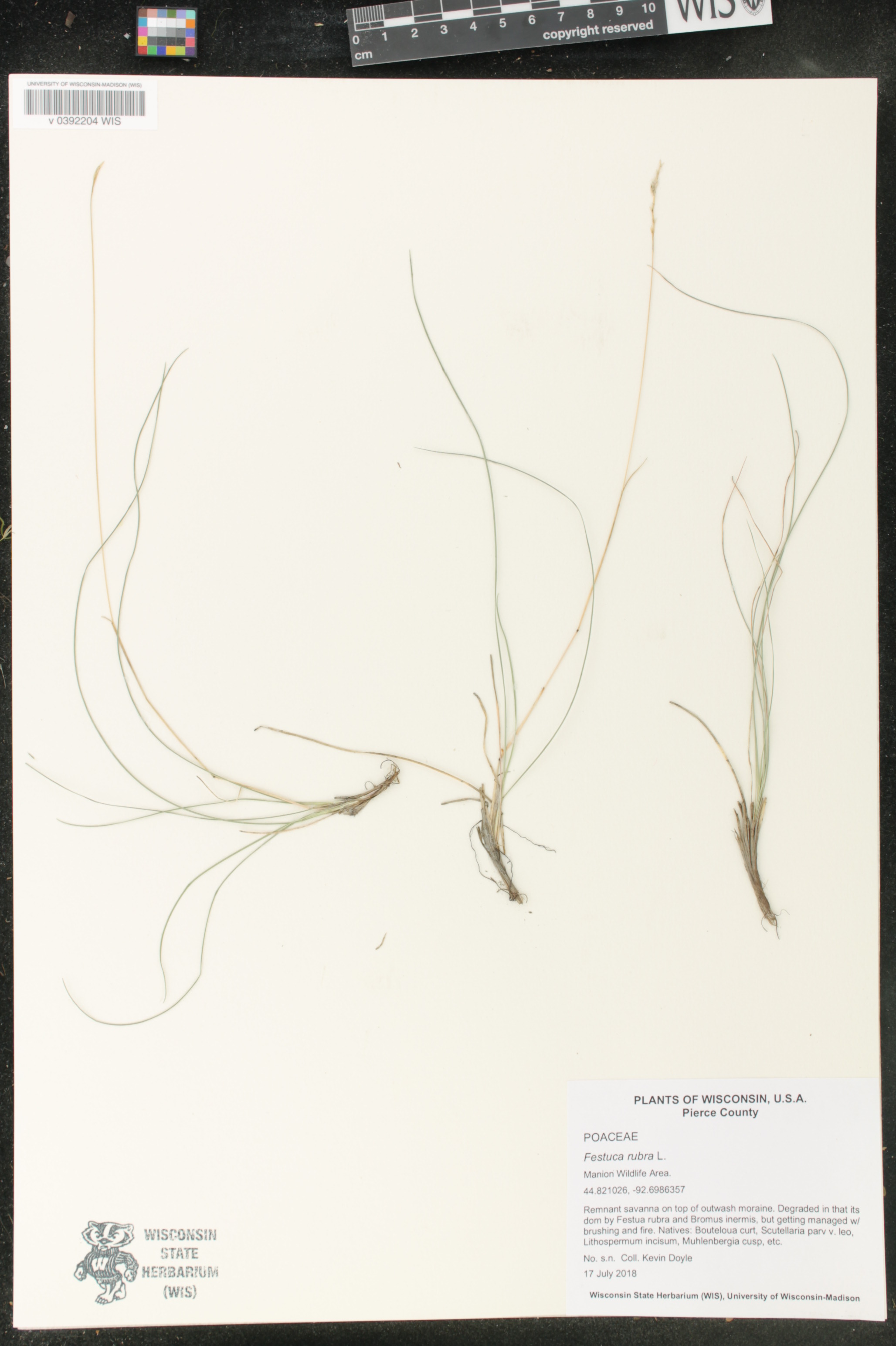 Festuca rubra image