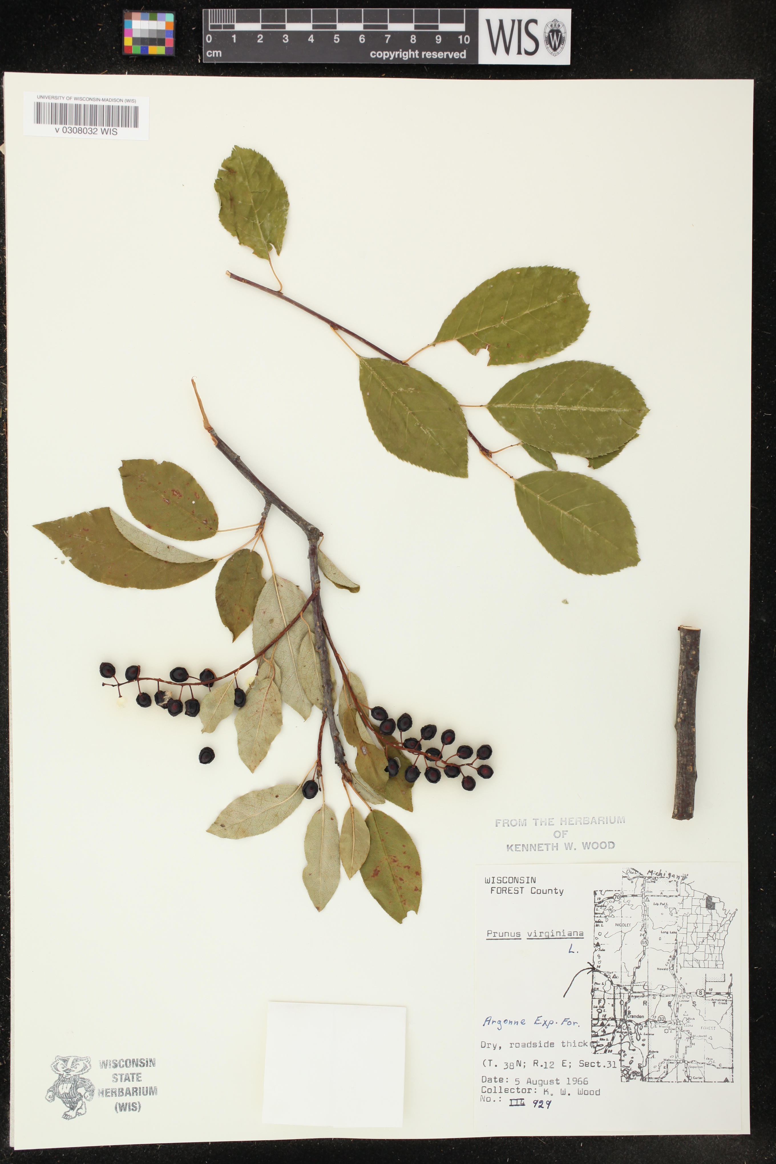 Prunus virginiana image