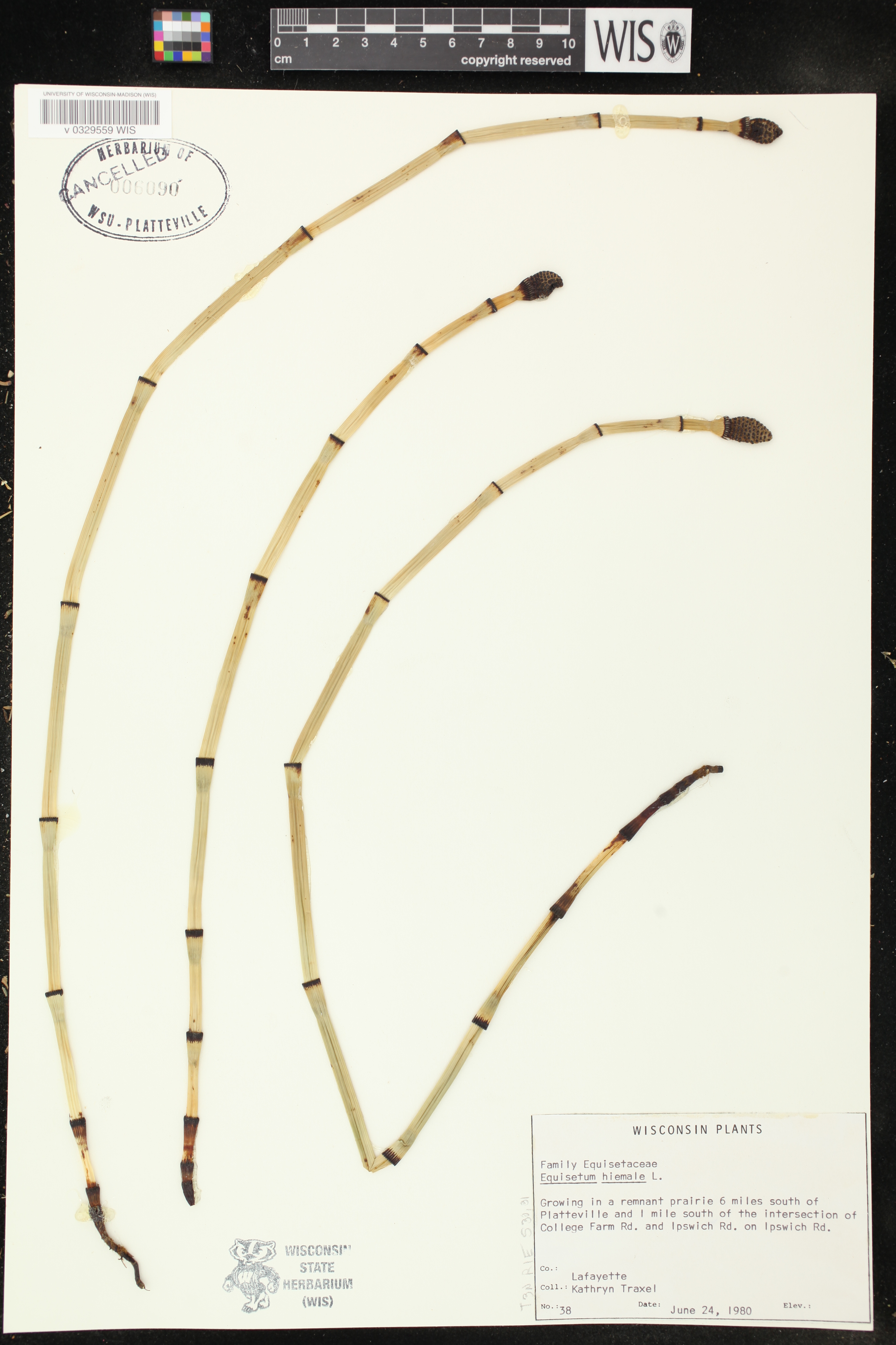 Equisetum hyemale image