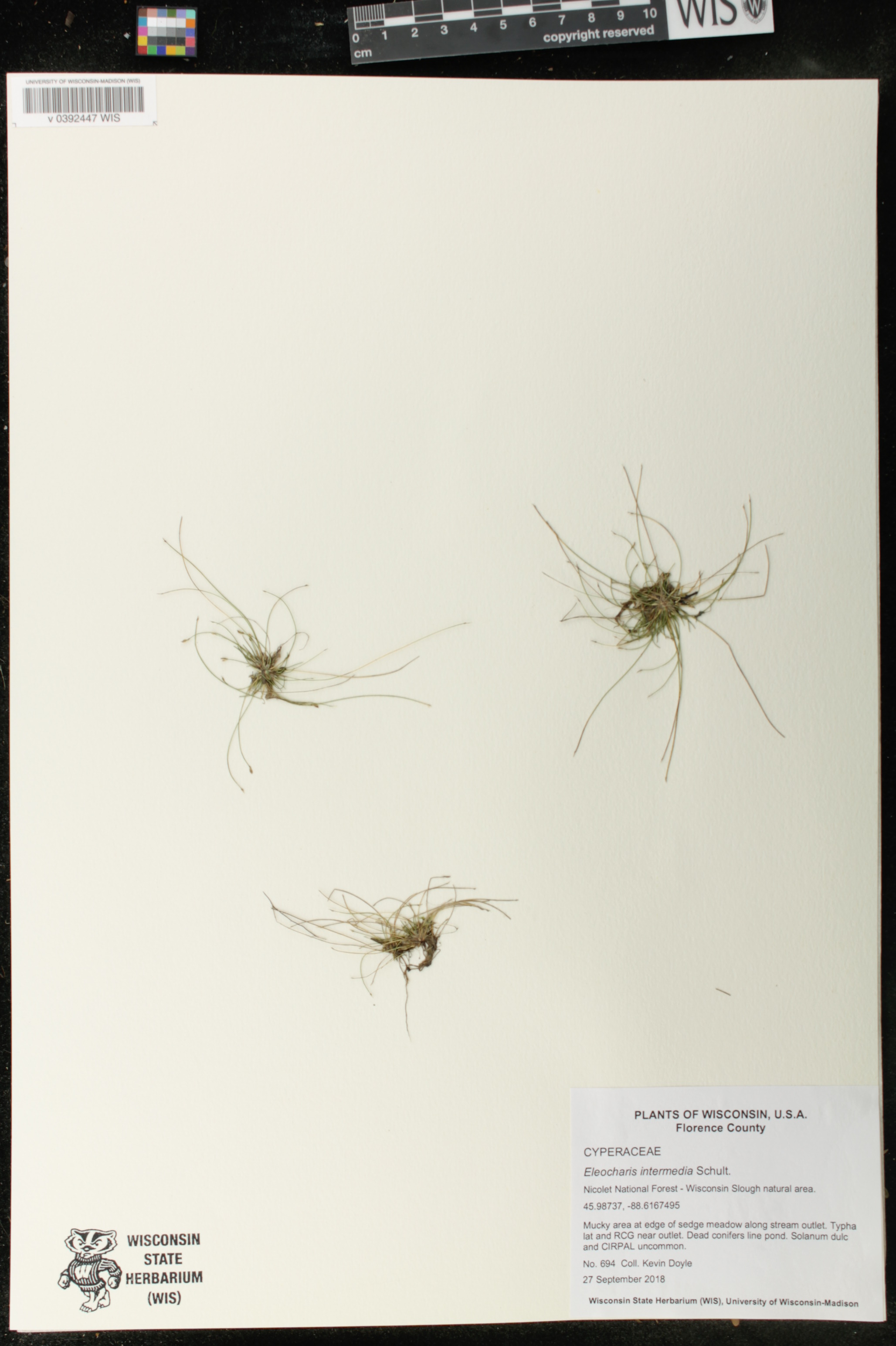 Eleocharis intermedia image