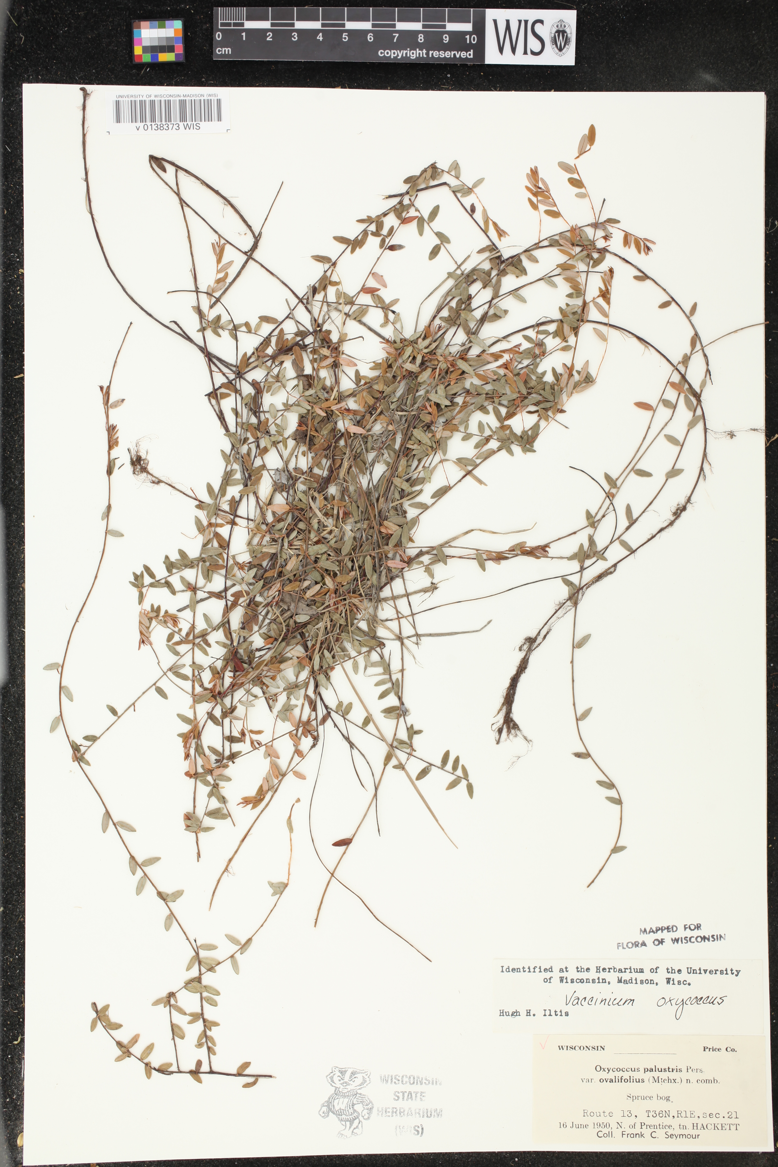 Vaccinium oxycoccos image