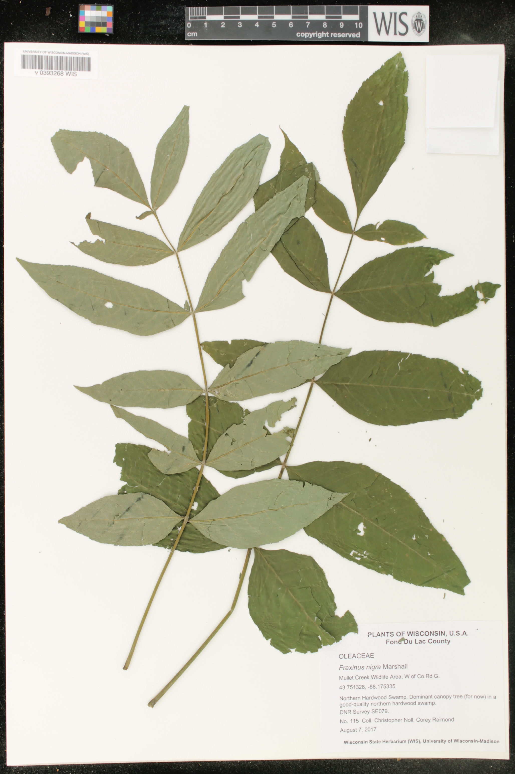 Fraxinus nigra image