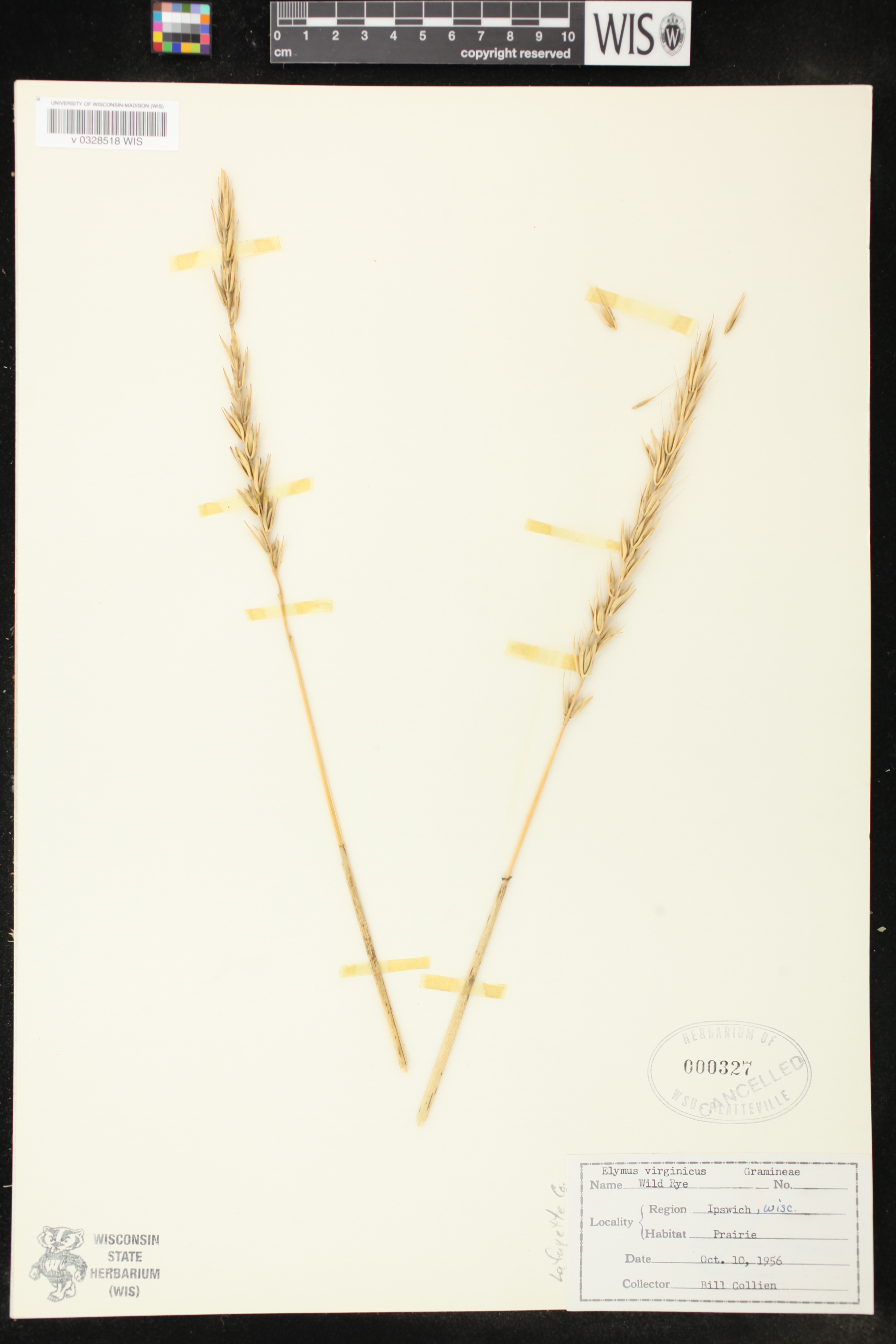 Elymus virginicus var. virginicus image