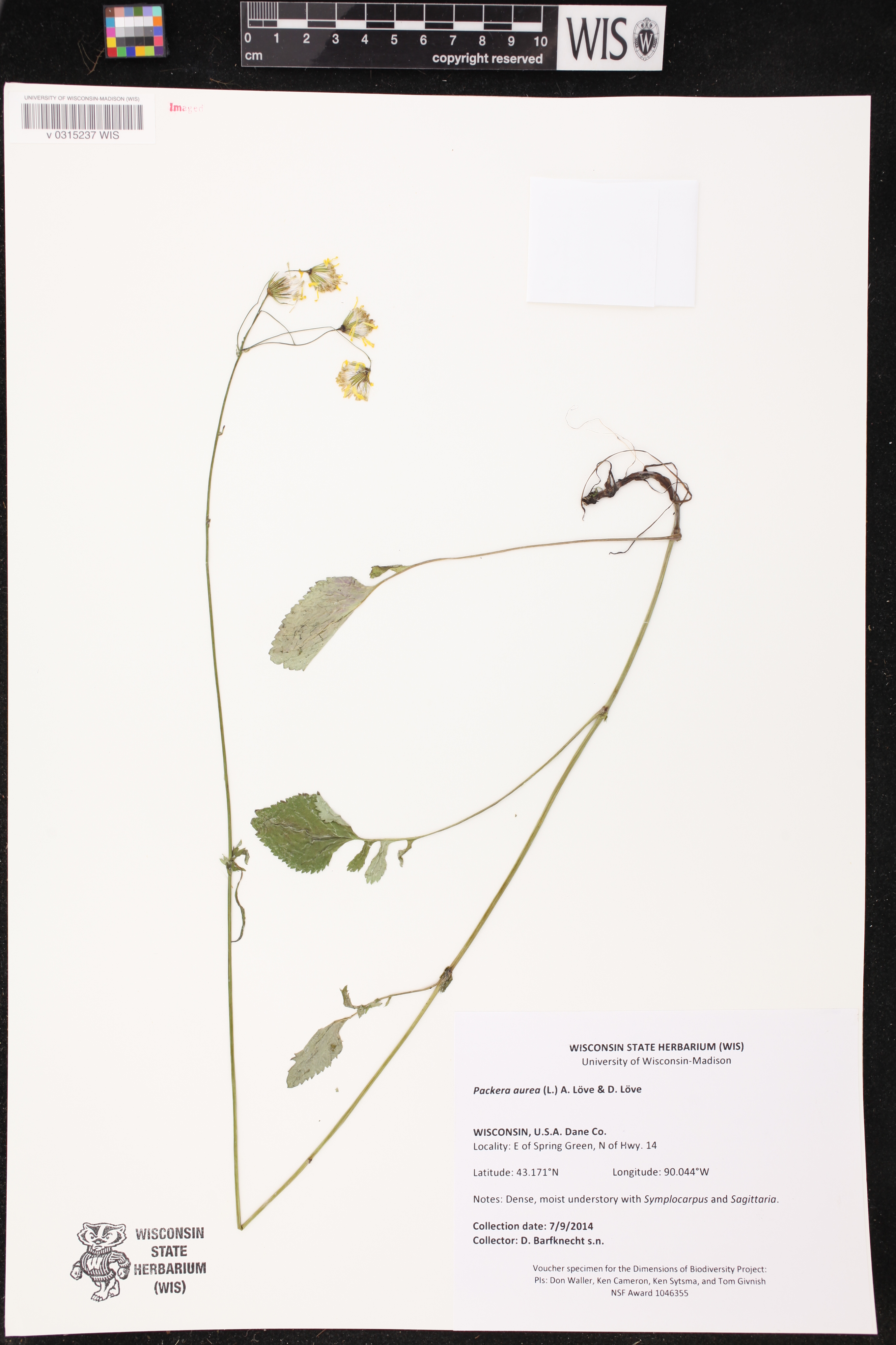 Packera aurea image