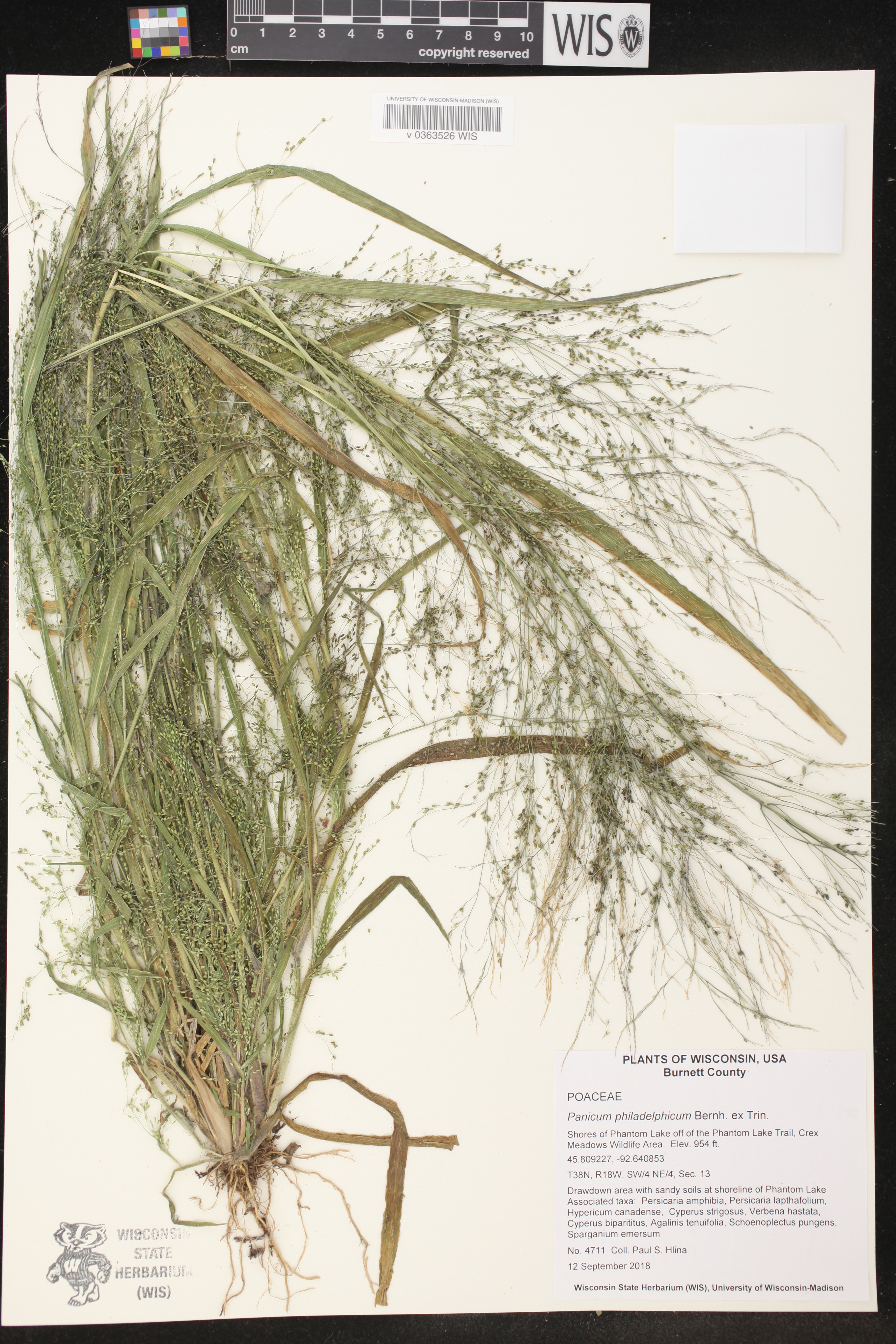 Panicum philadelphicum image