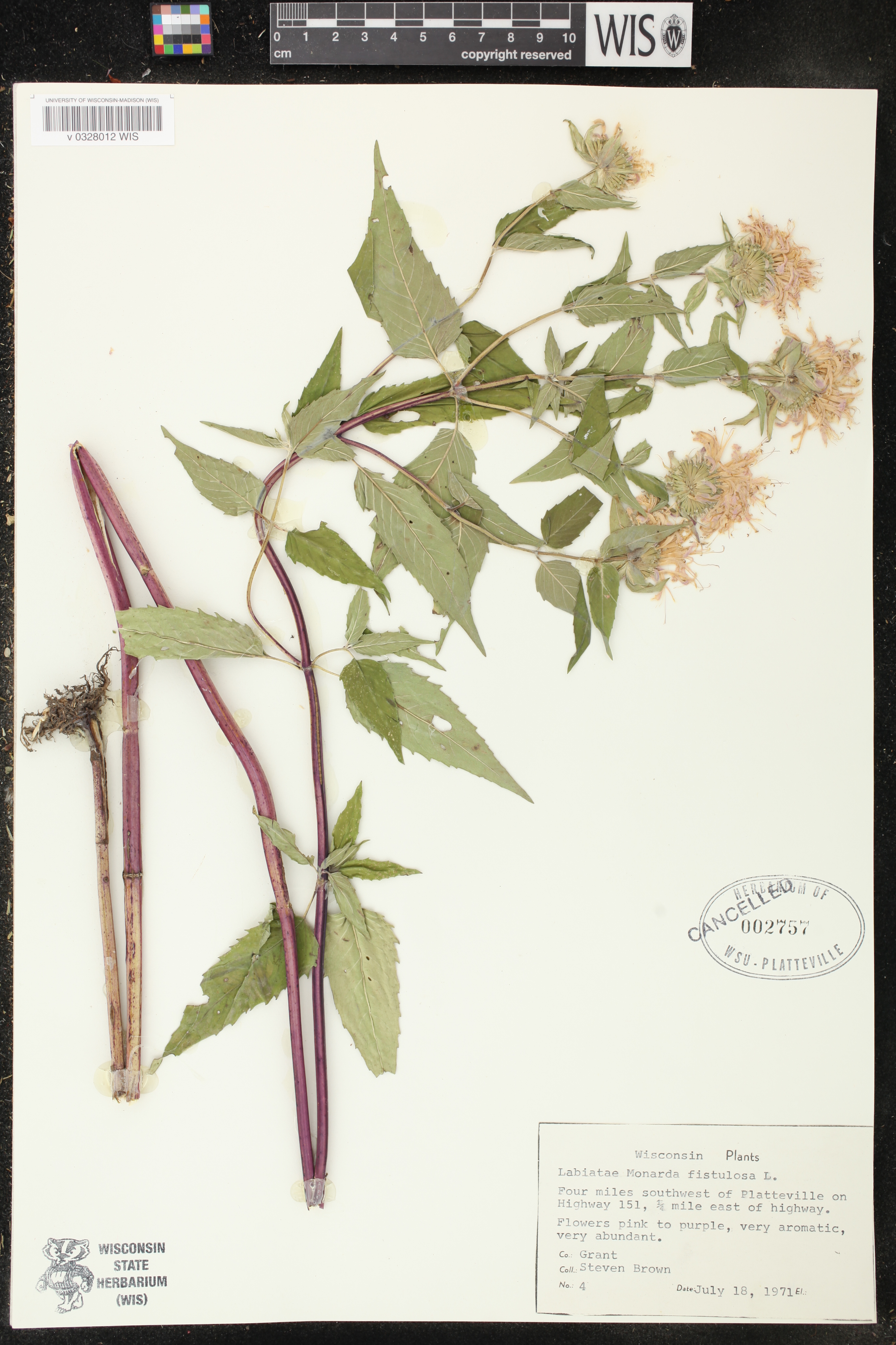 Monarda fistulosa image