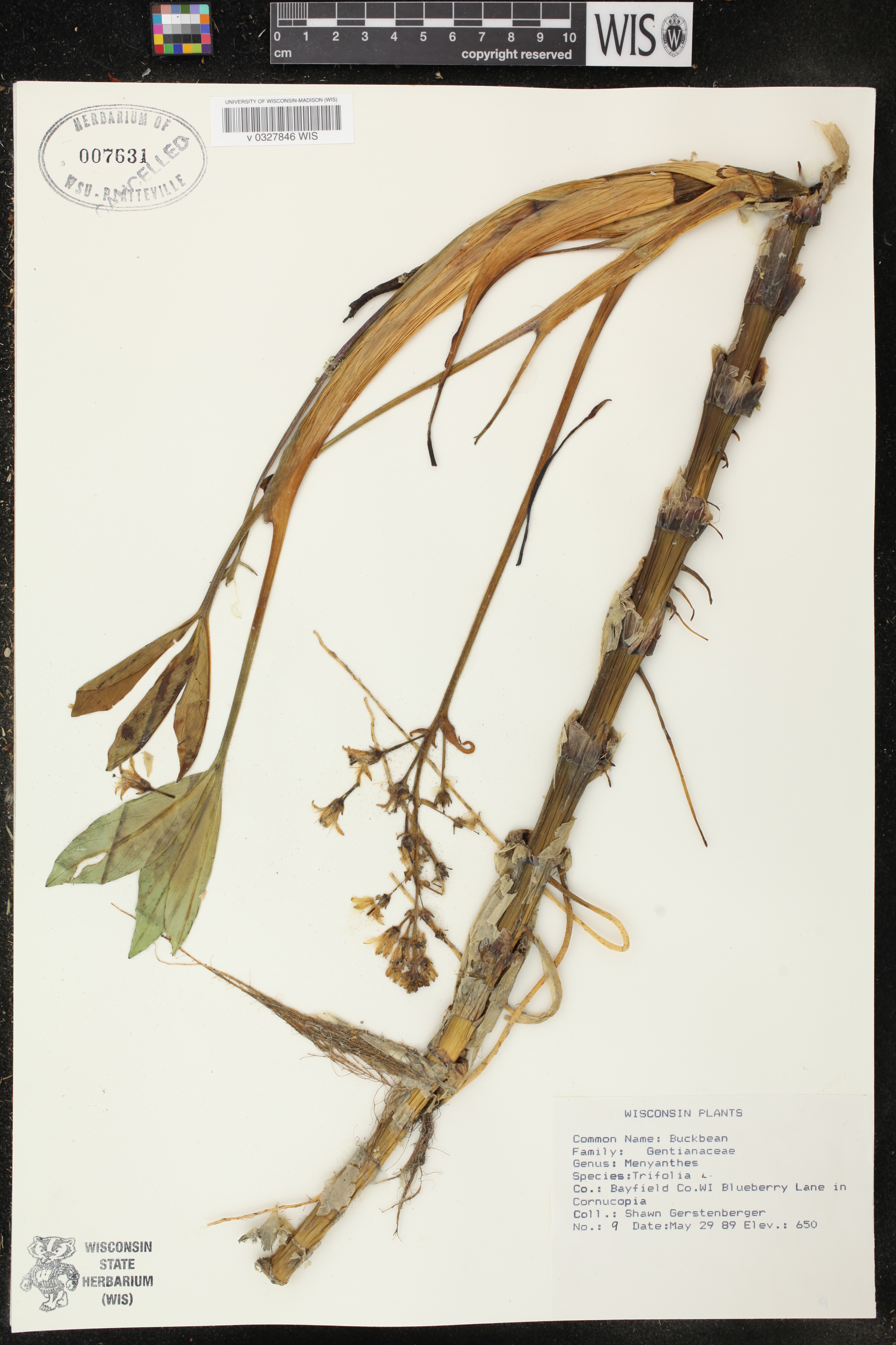 Menyanthes trifoliata image