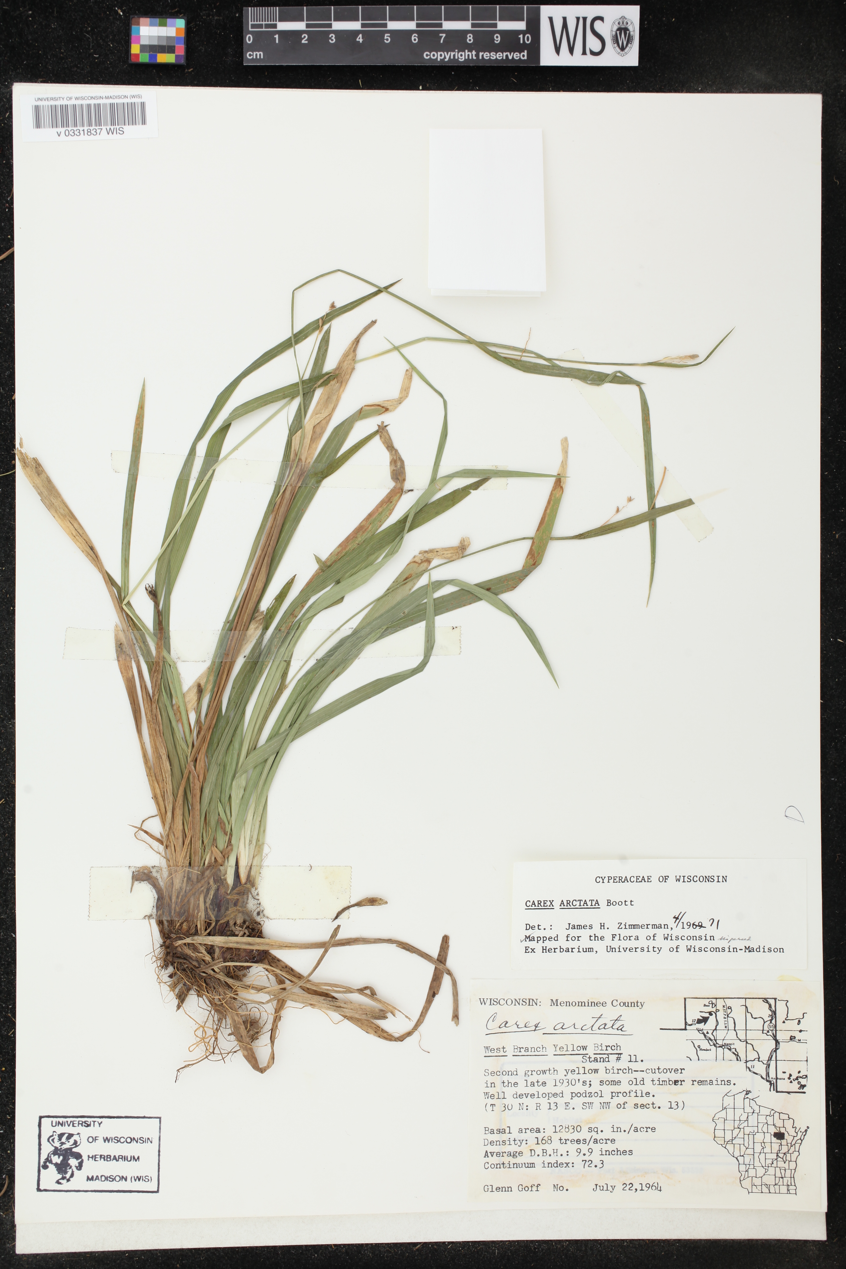 Carex arctata image