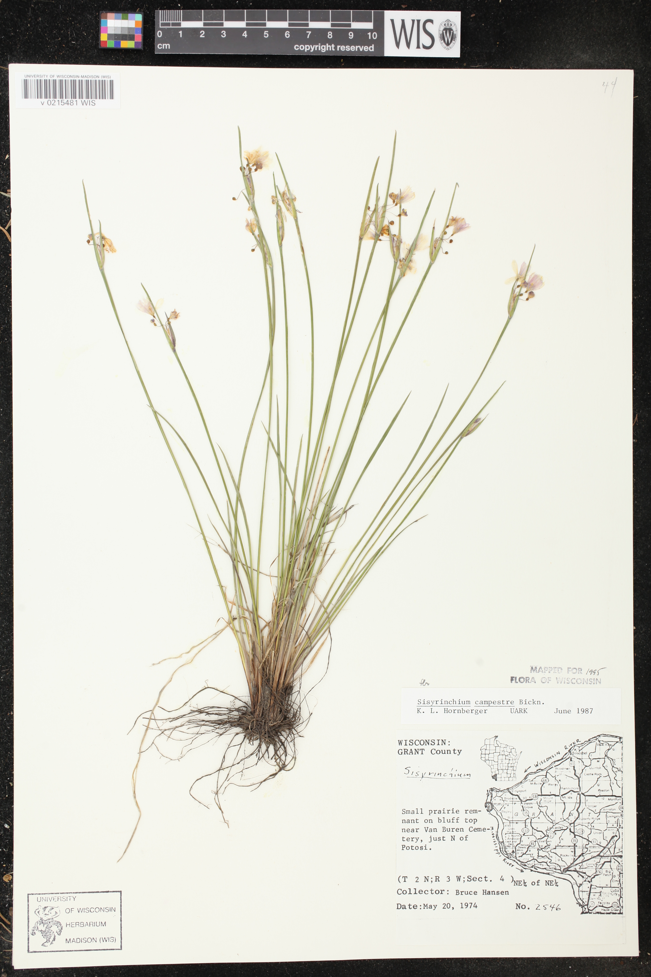 Sisyrinchium campestre image