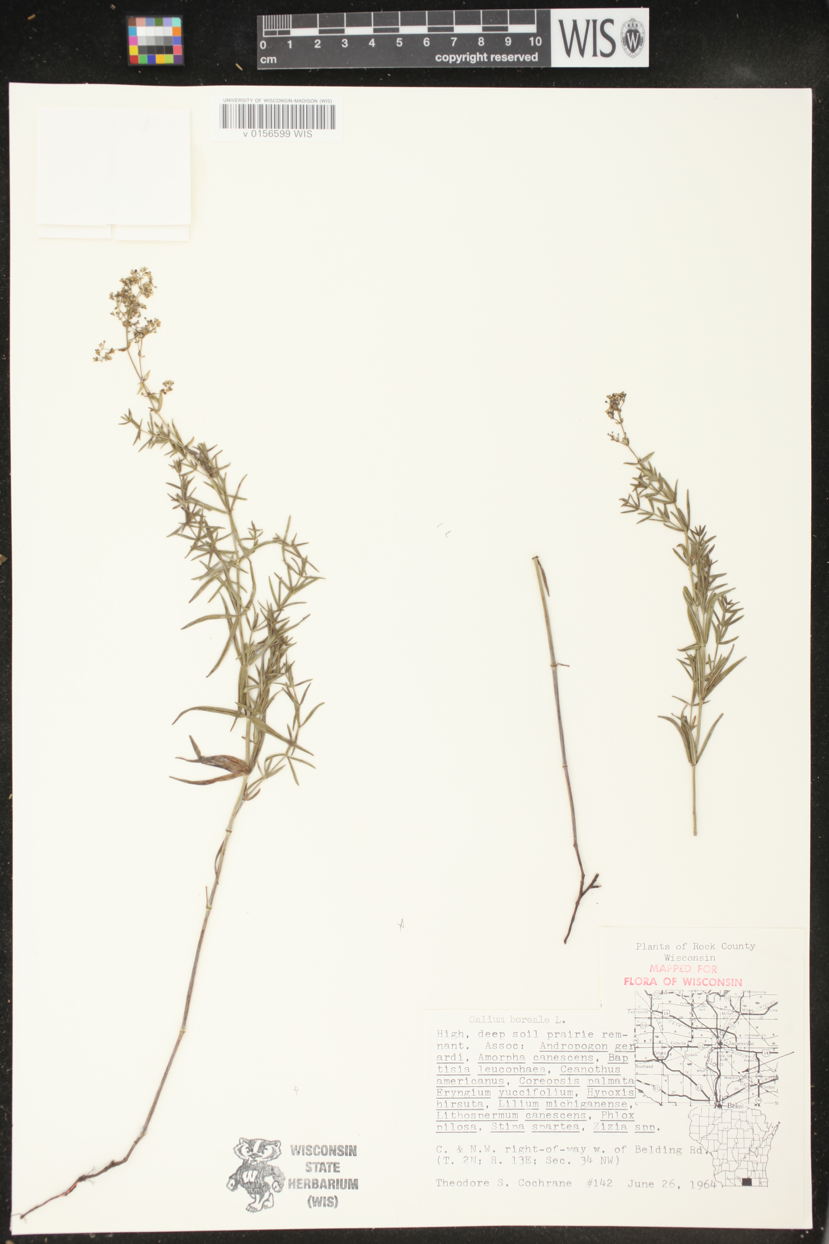 Galium boreale image
