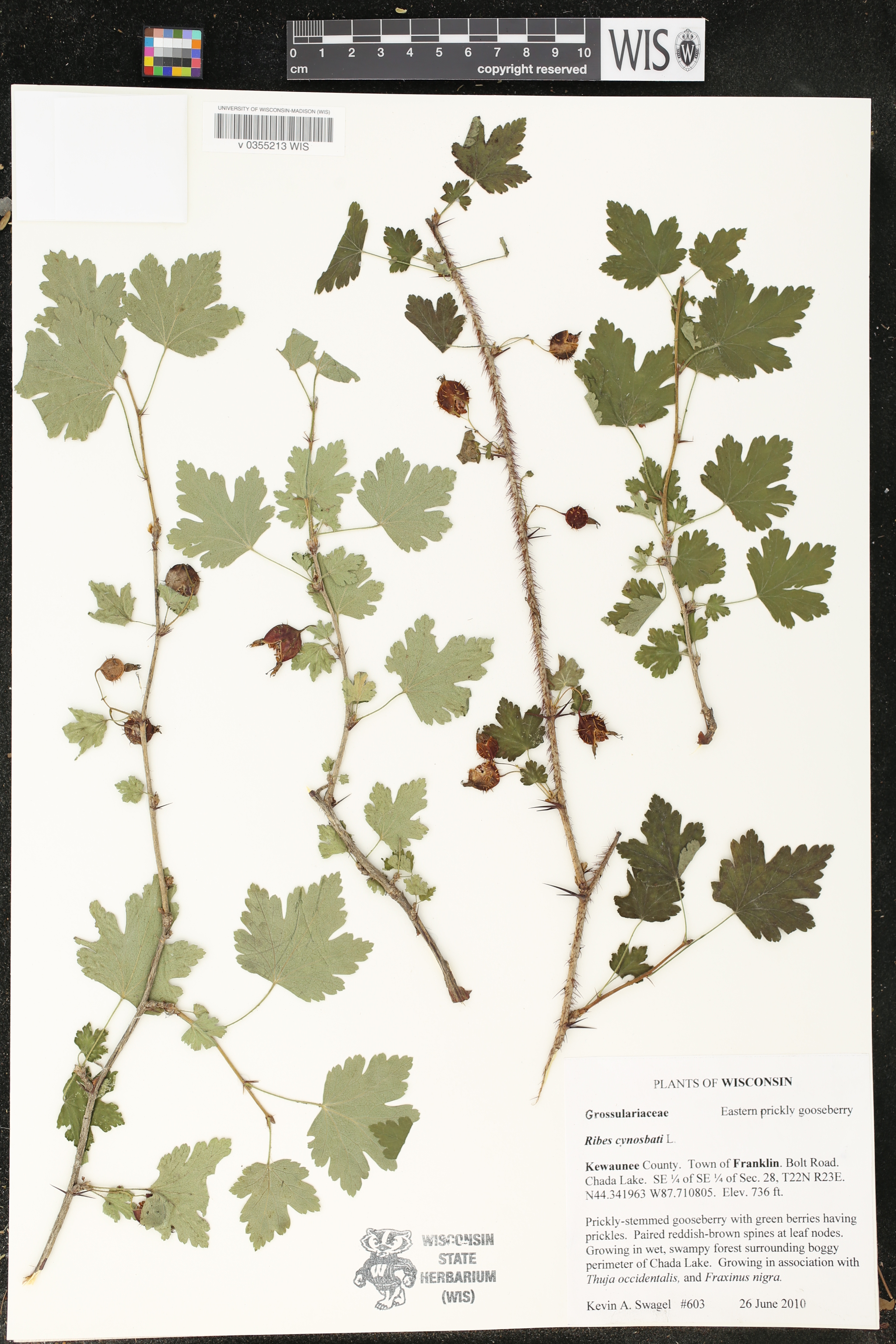 Ribes cynosbati image