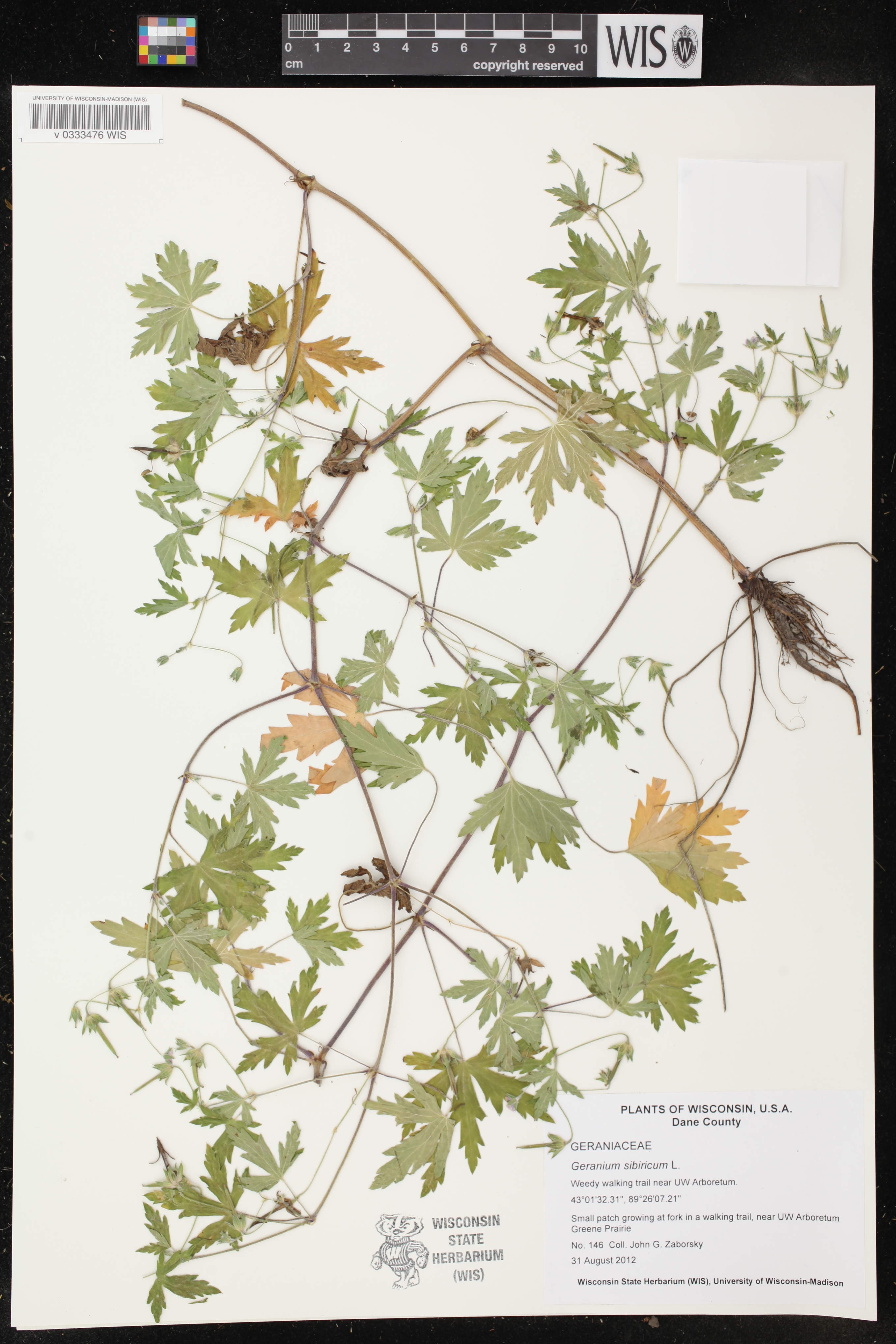 Geranium sibiricum image