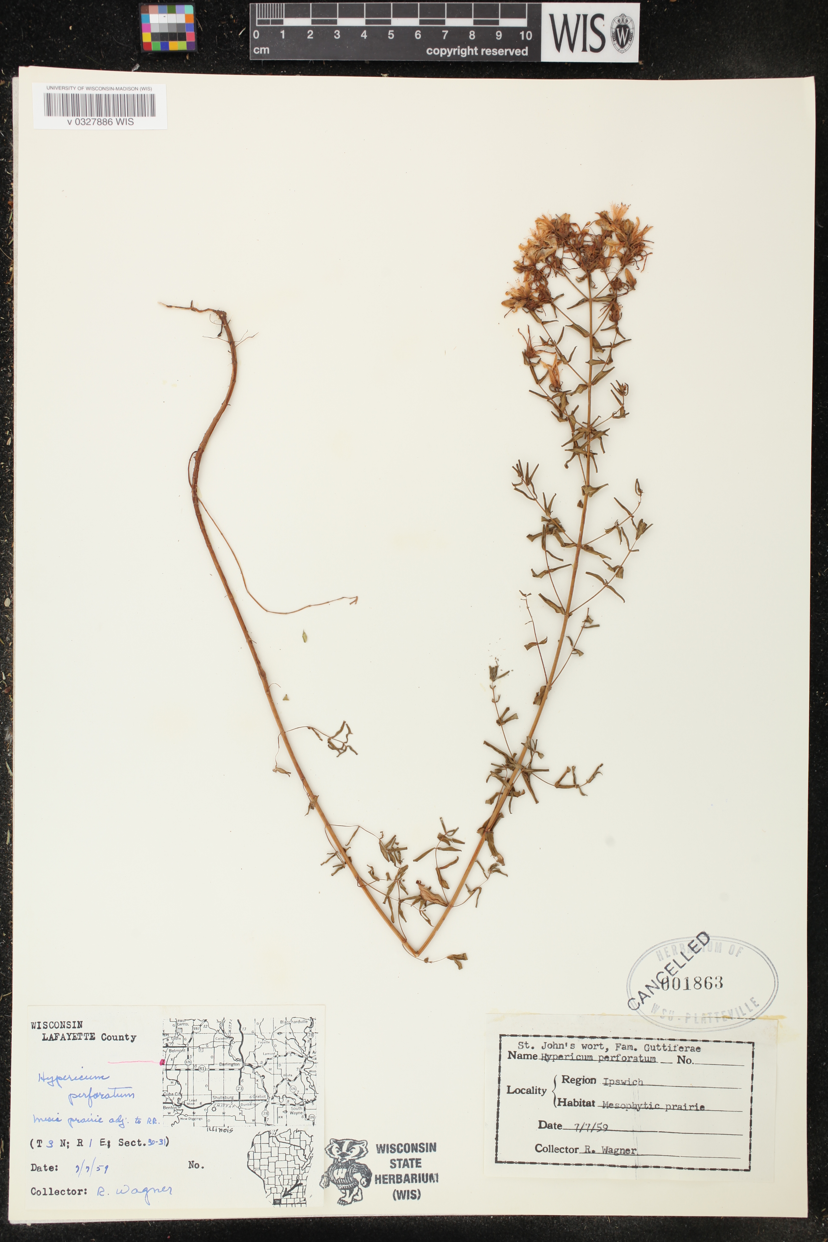 Hypericum perforatum image