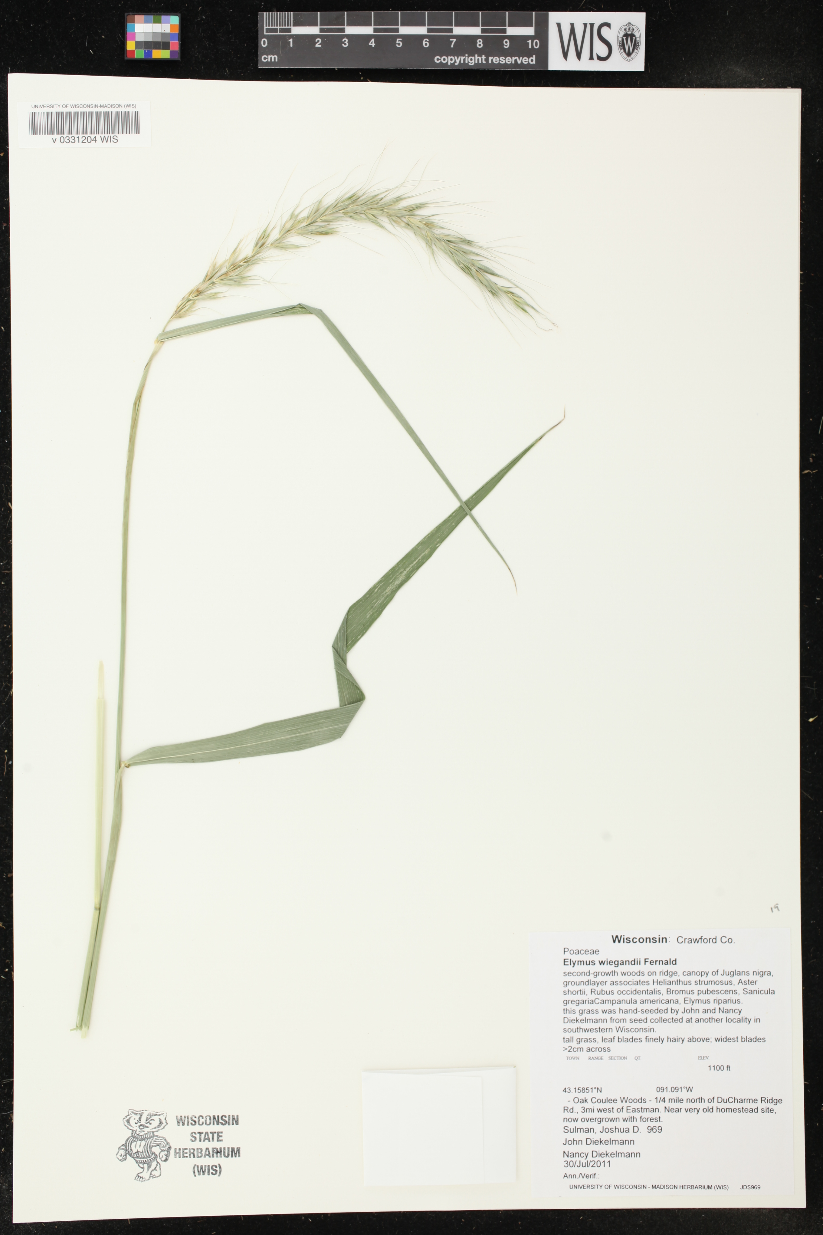 Elymus wiegandii image