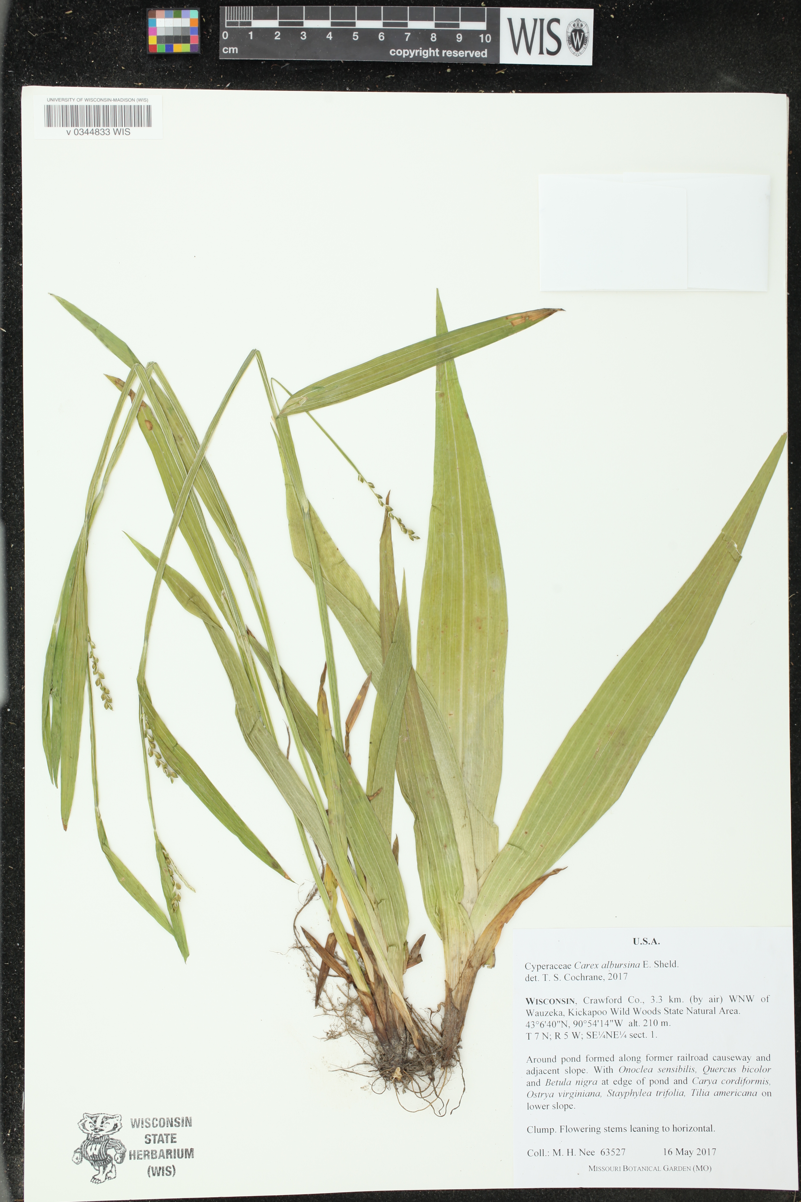 Carex albursina image