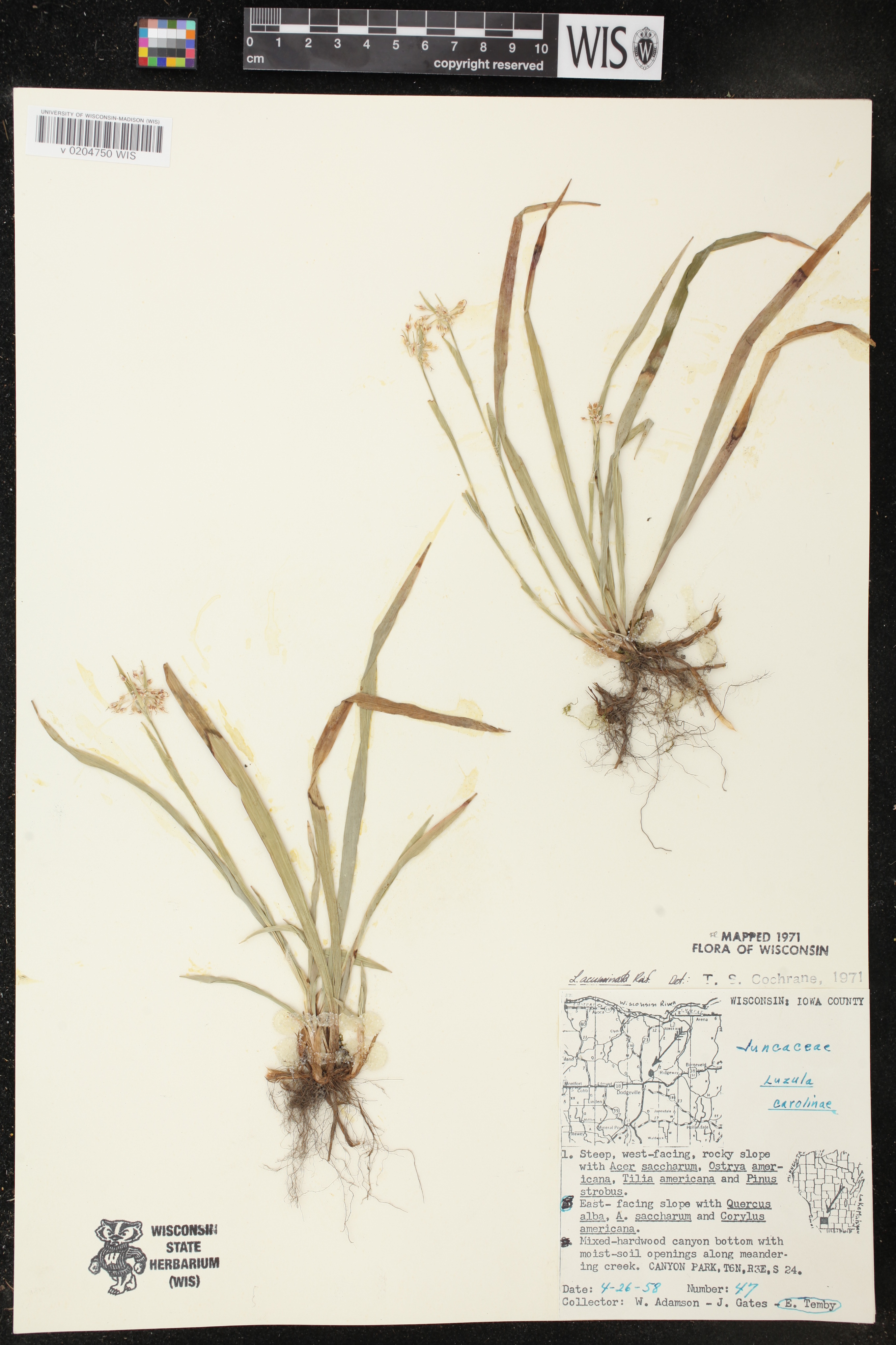 Luzula acuminata image
