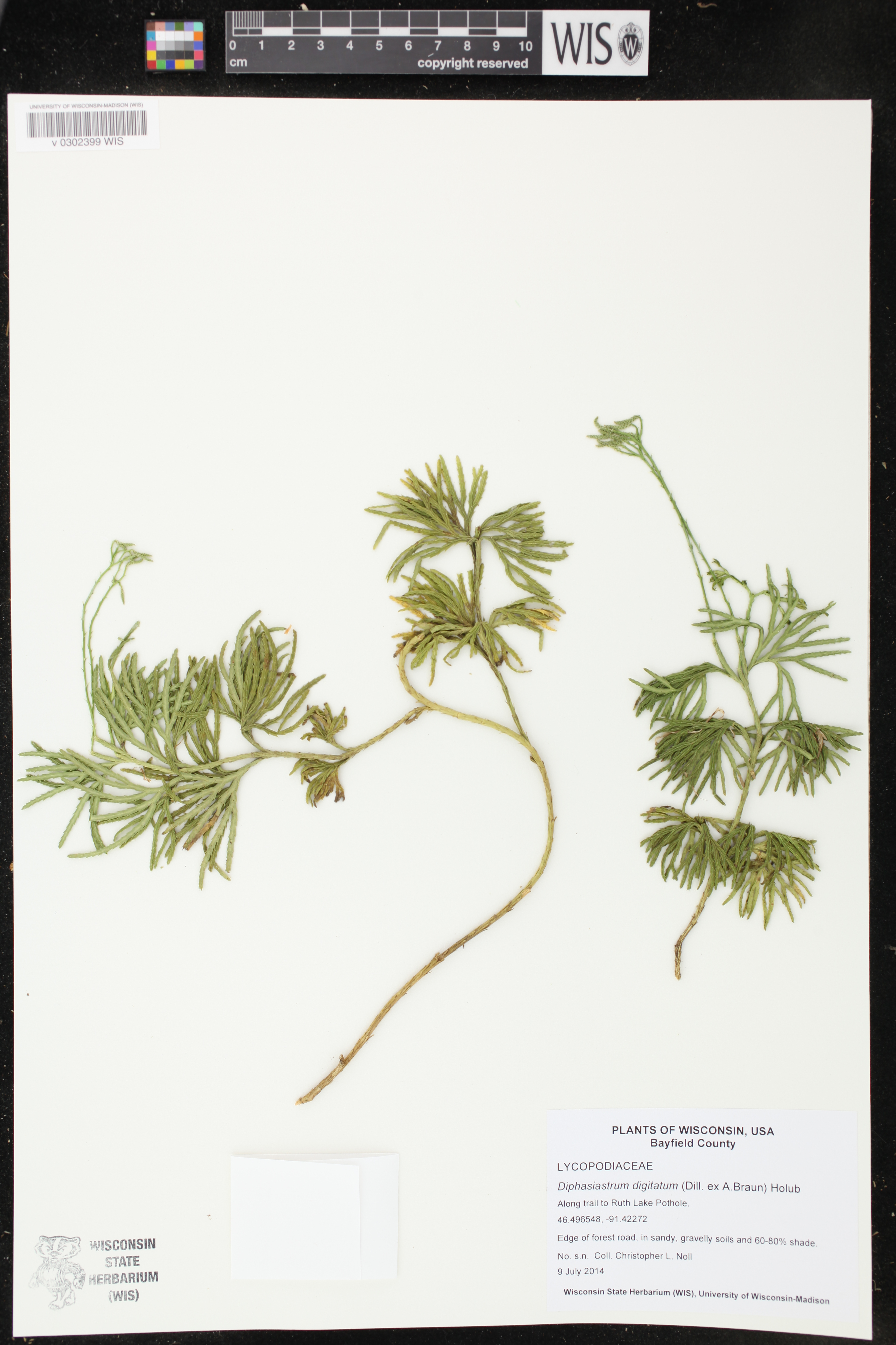Diphasiastrum digitatum image