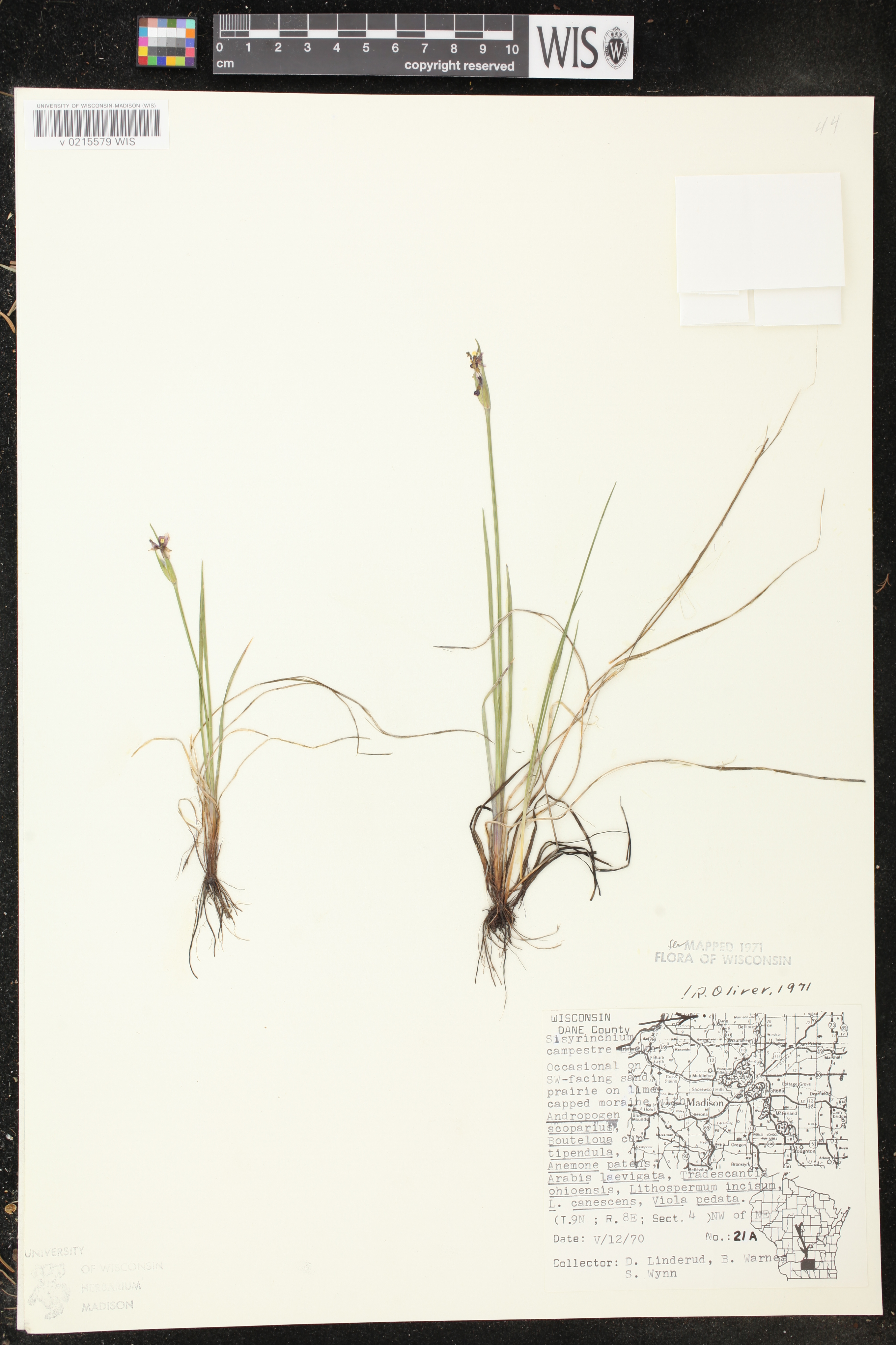 Sisyrinchium campestre image