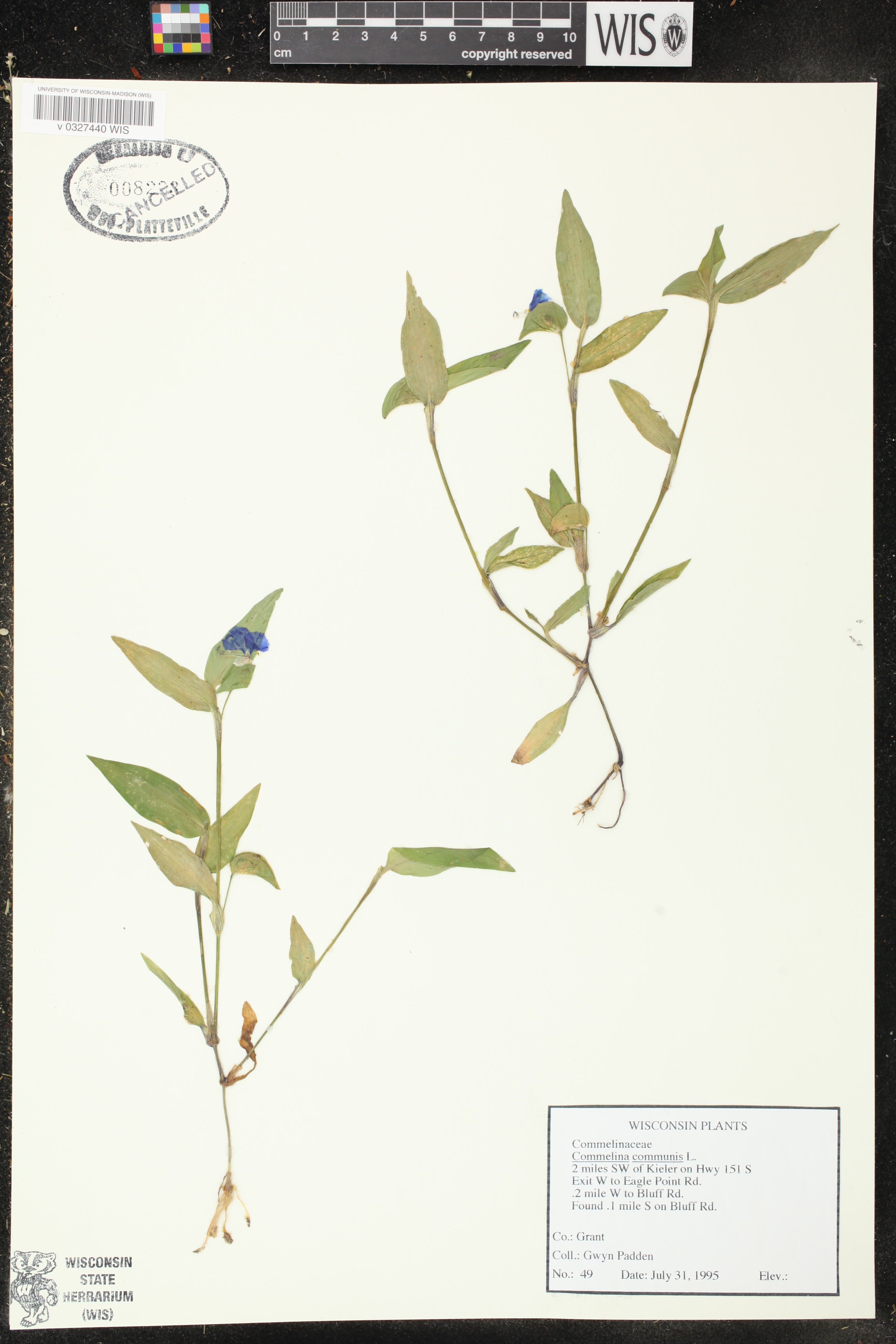 Commelina communis image