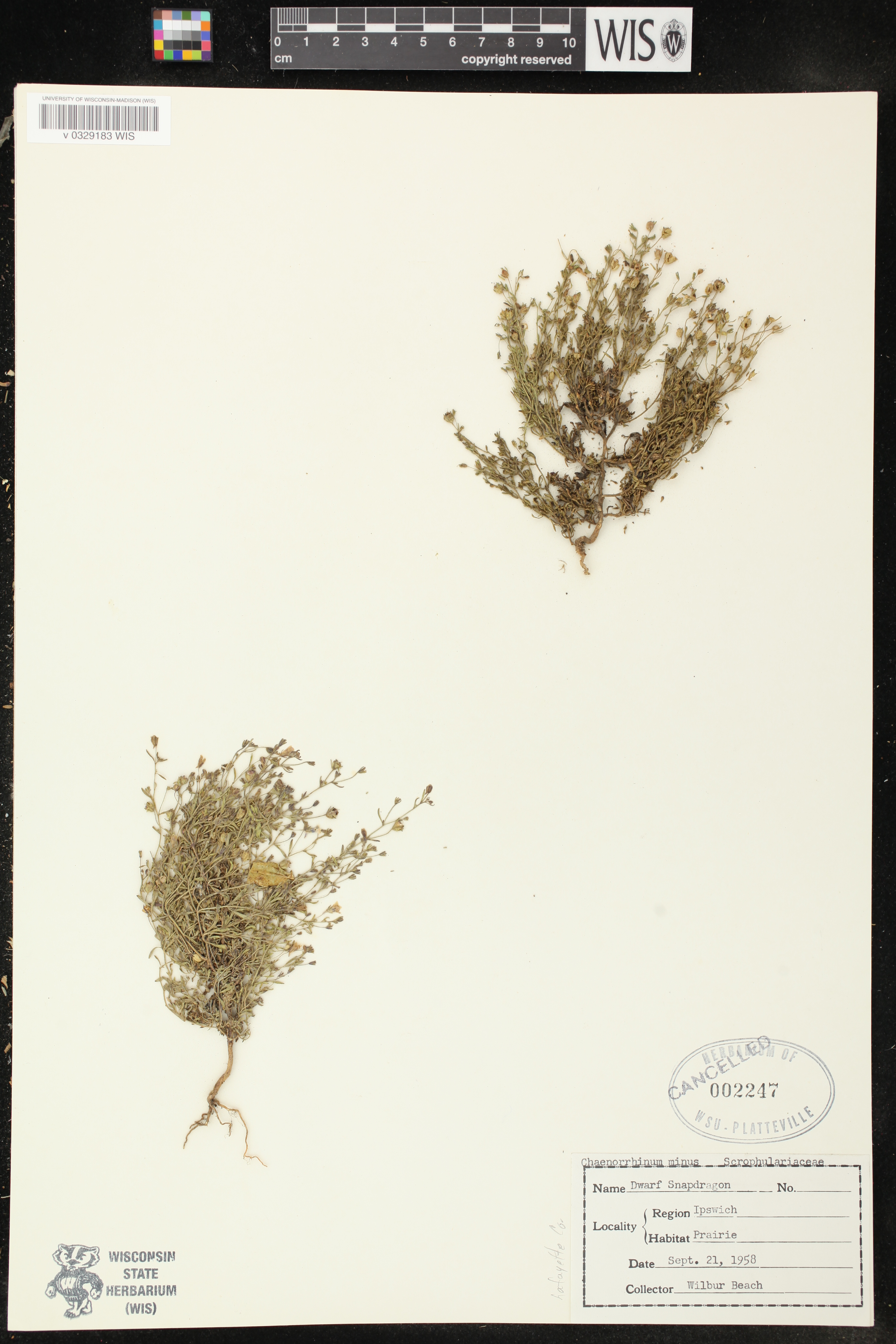 Chaenorhinum minus image