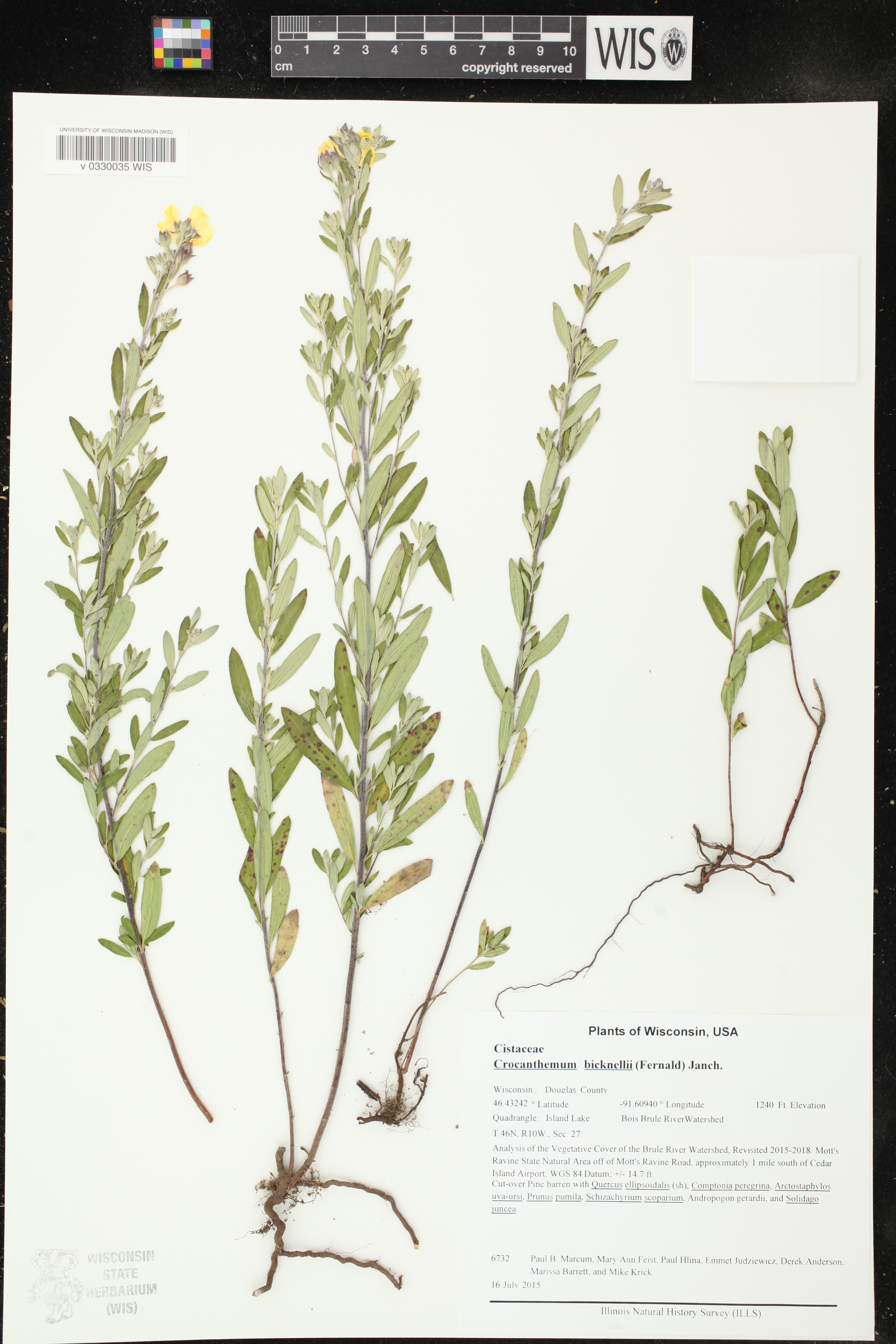 Crocanthemum bicknellii image