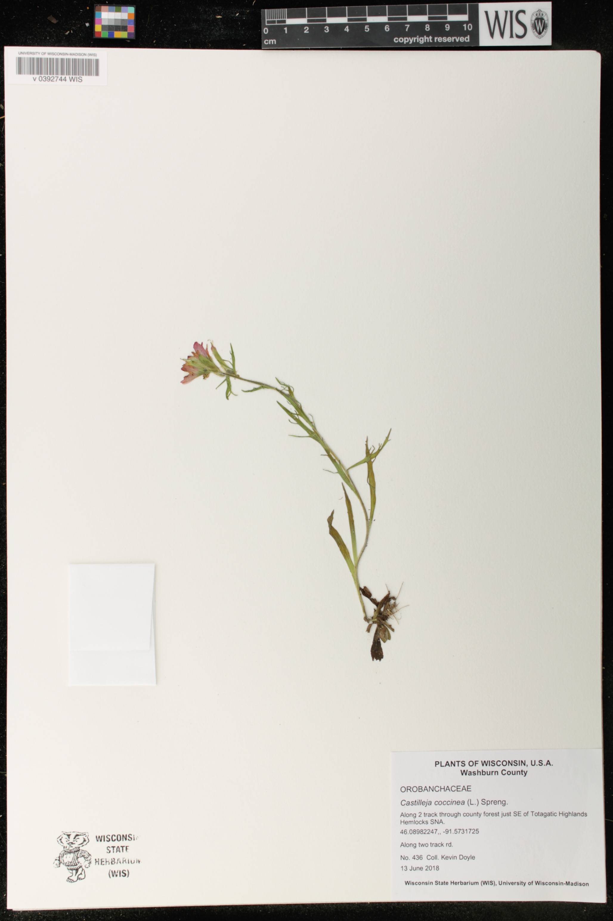 Castilleja coccinea image