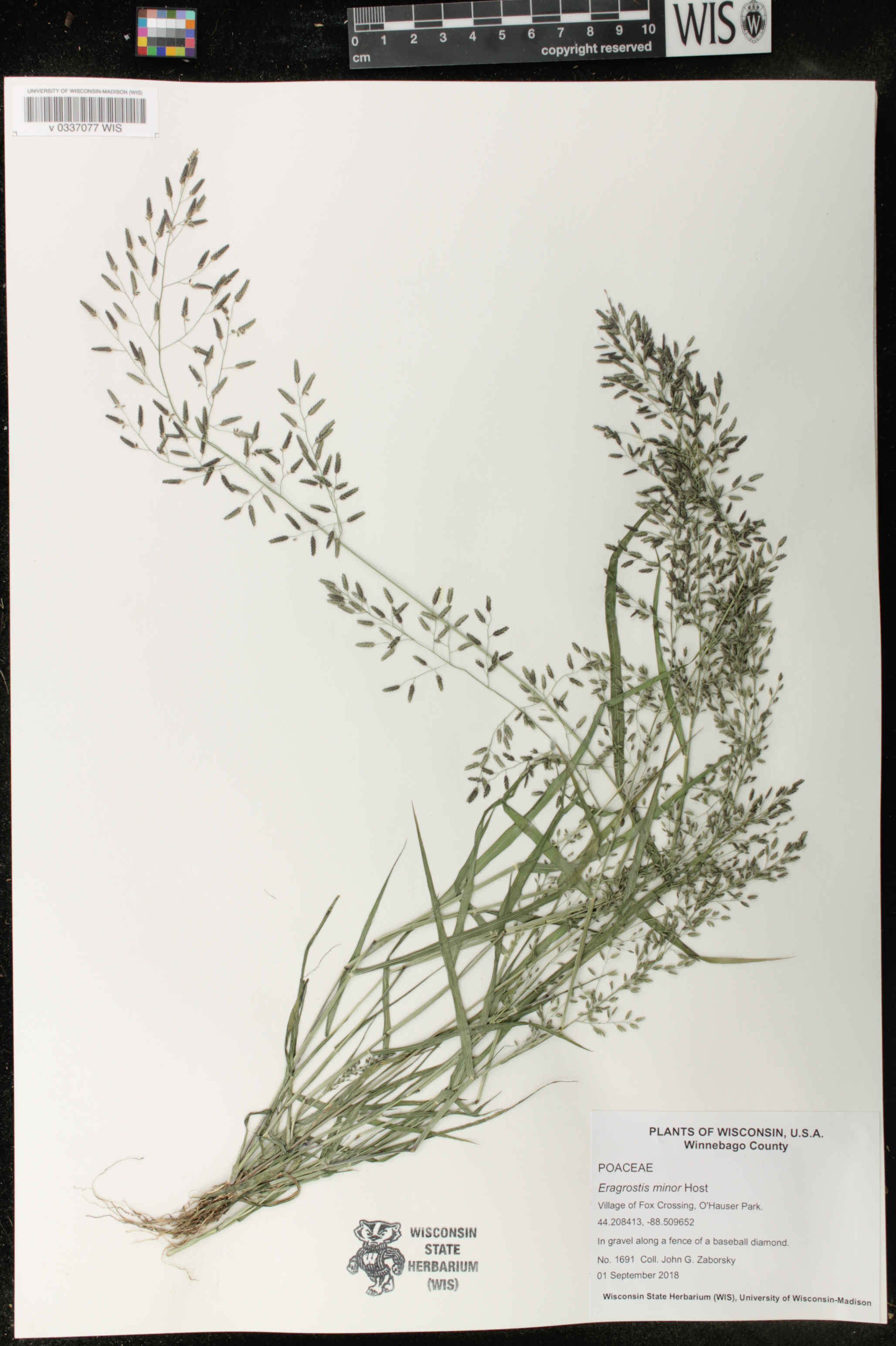 Eragrostis minor image