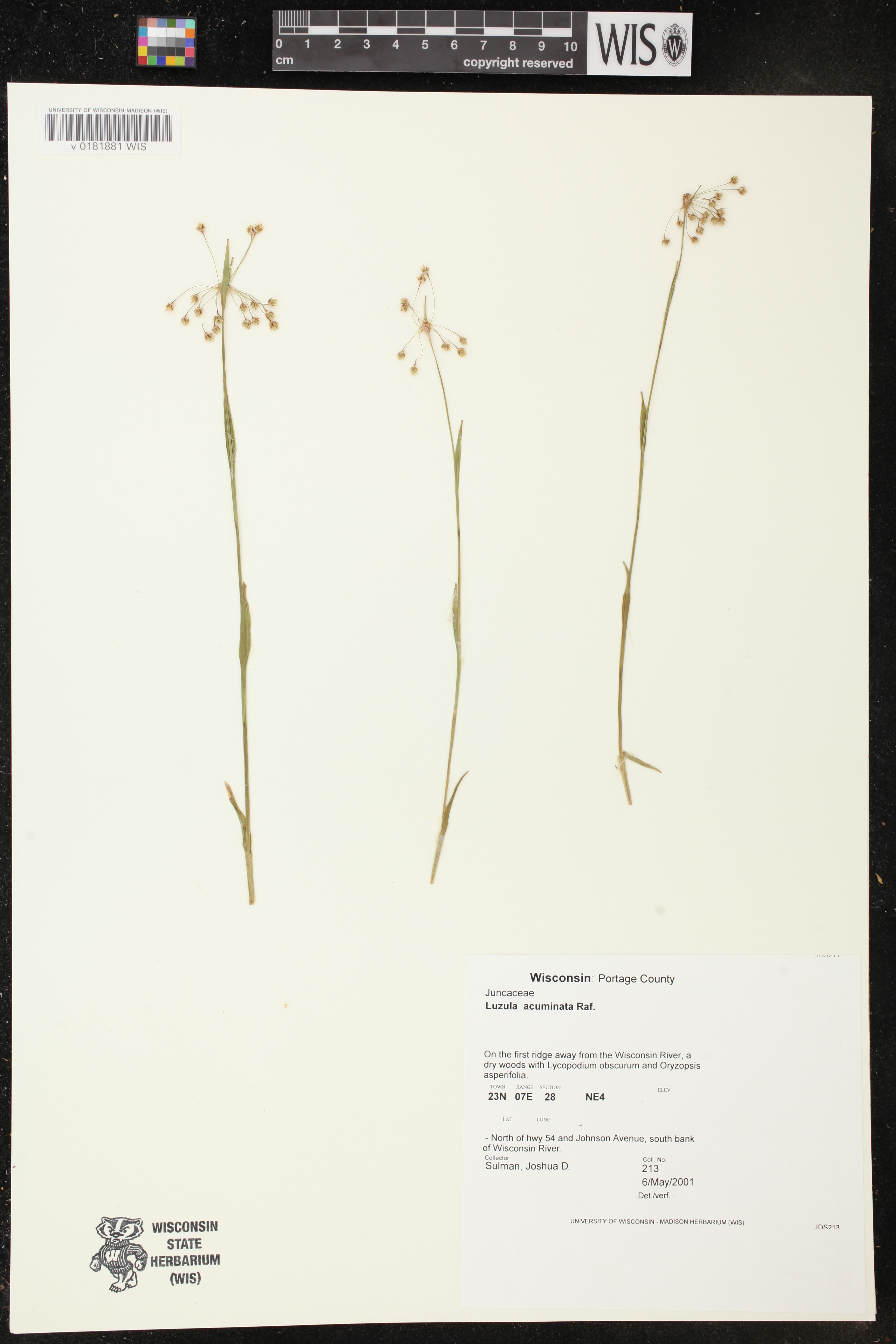 Luzula acuminata image