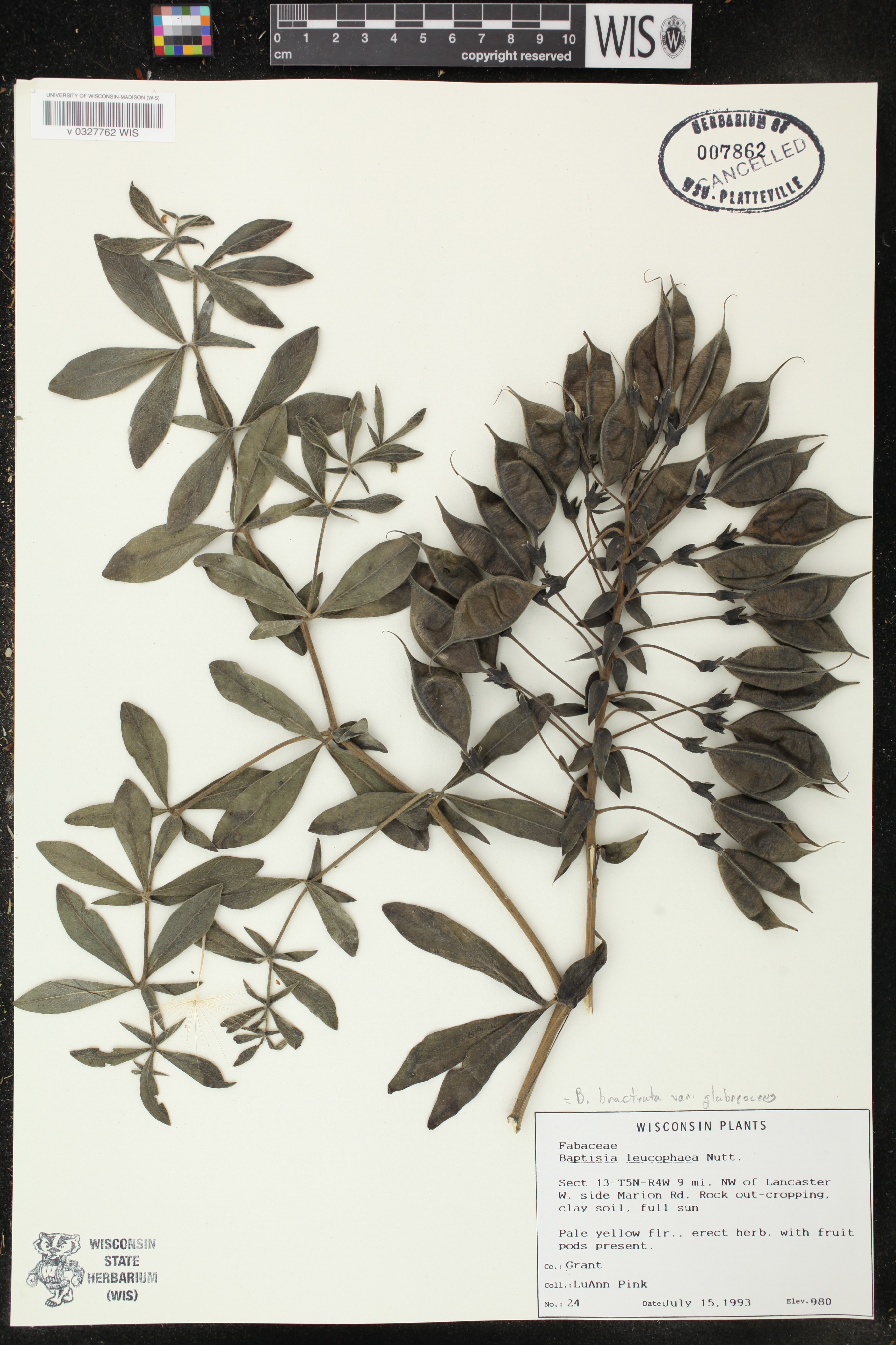 Baptisia leucophaea image