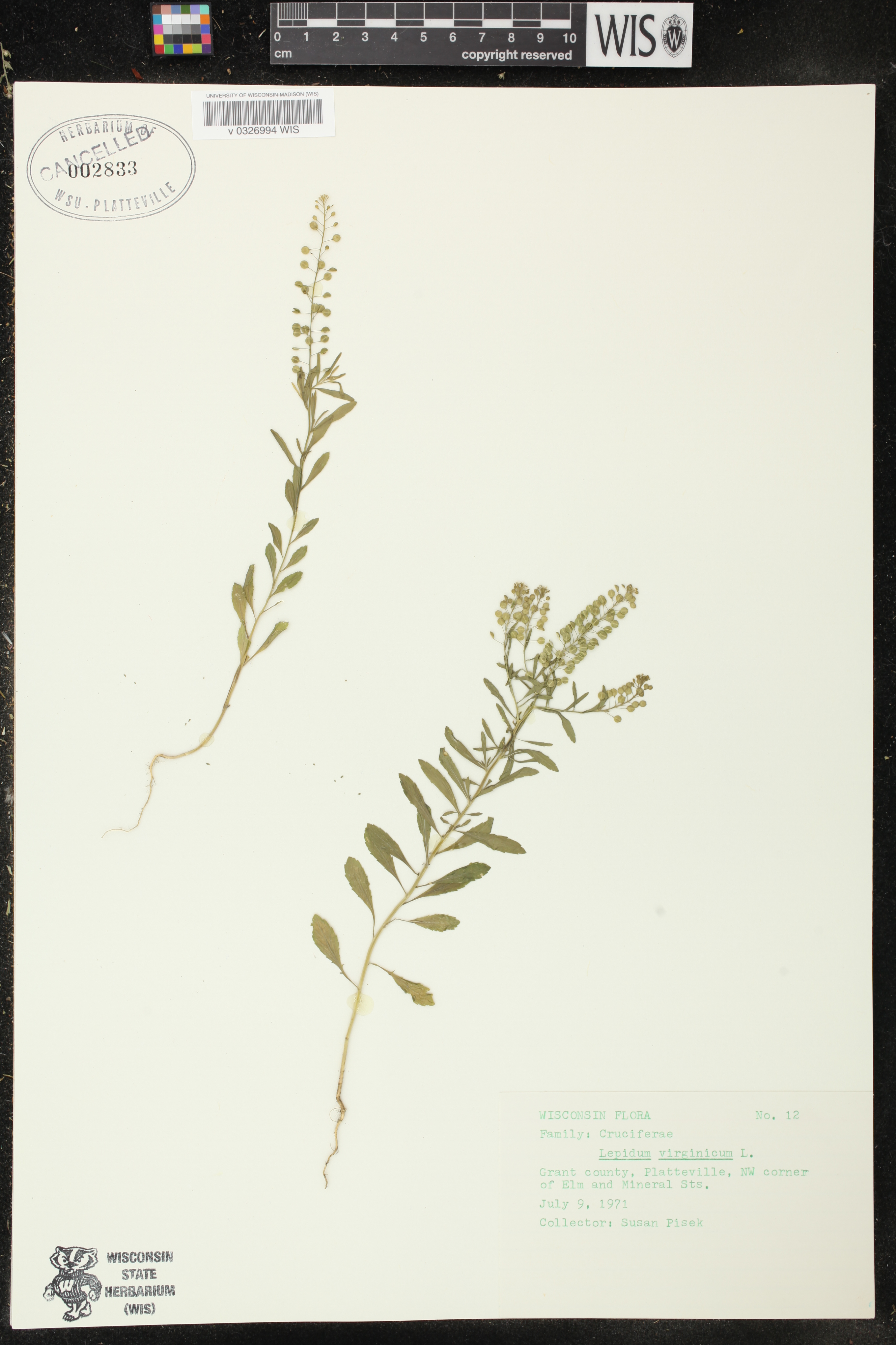 Lepidium virginicum image