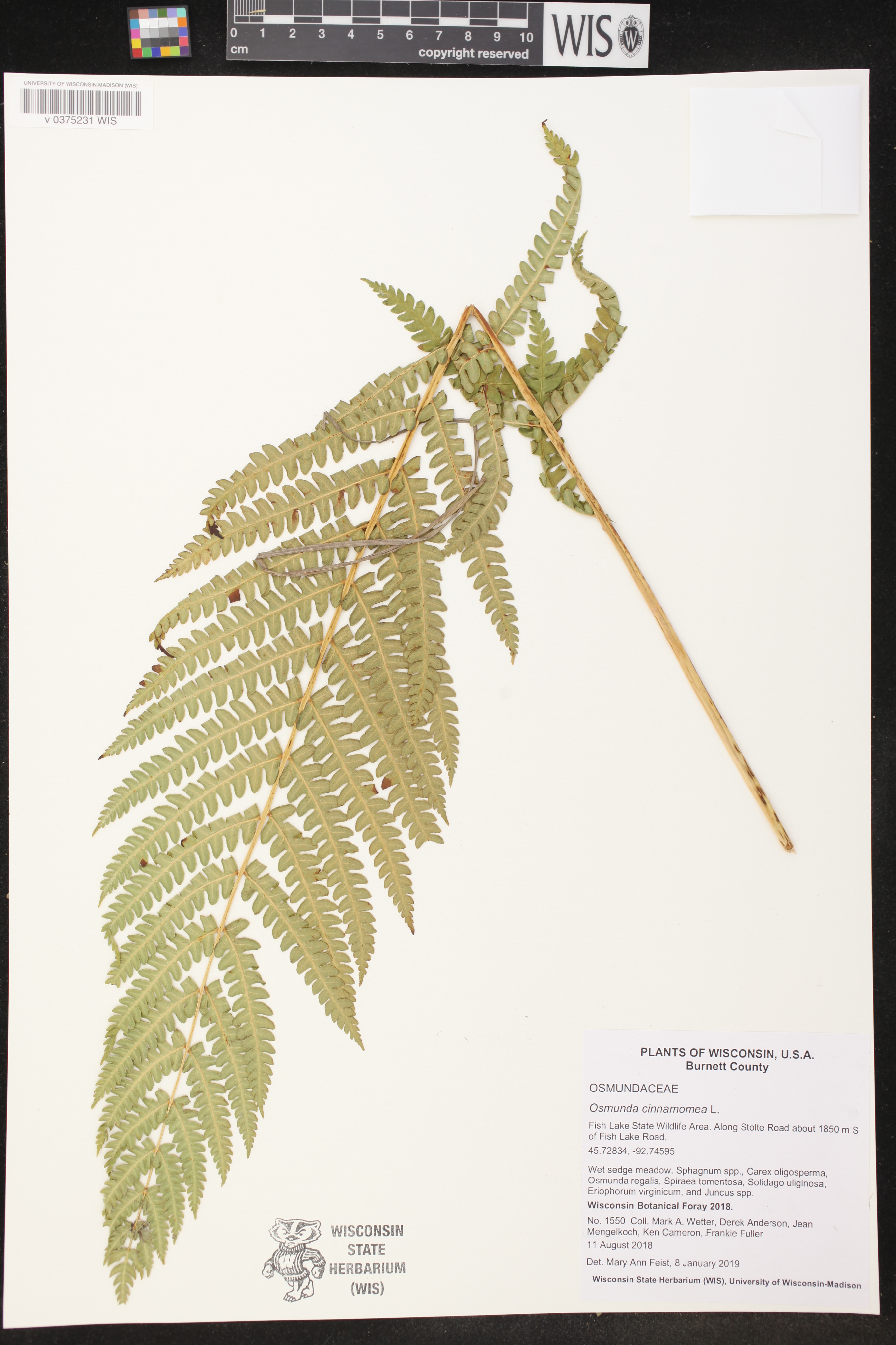 Osmunda cinnamomea image