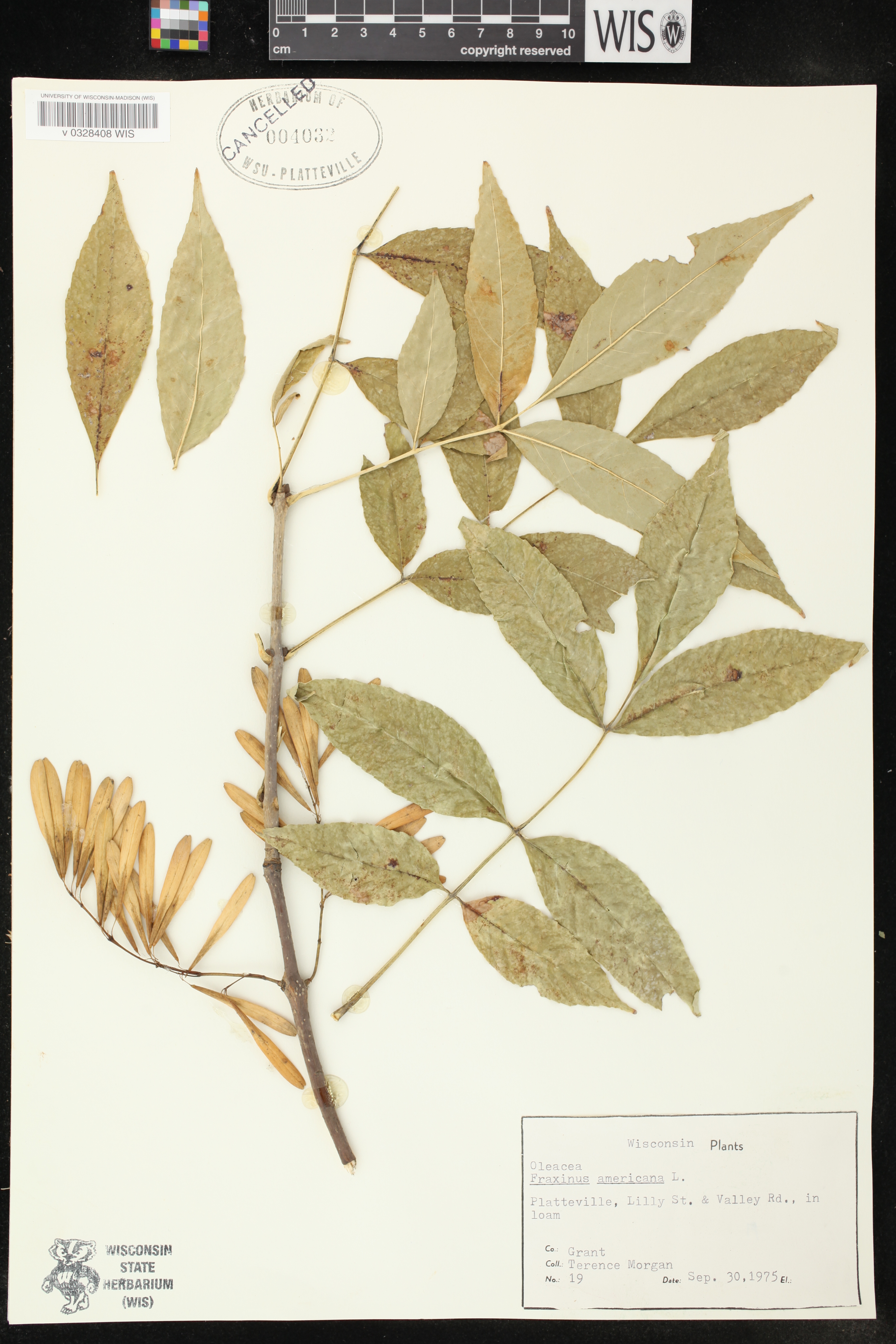 Fraxinus americana image