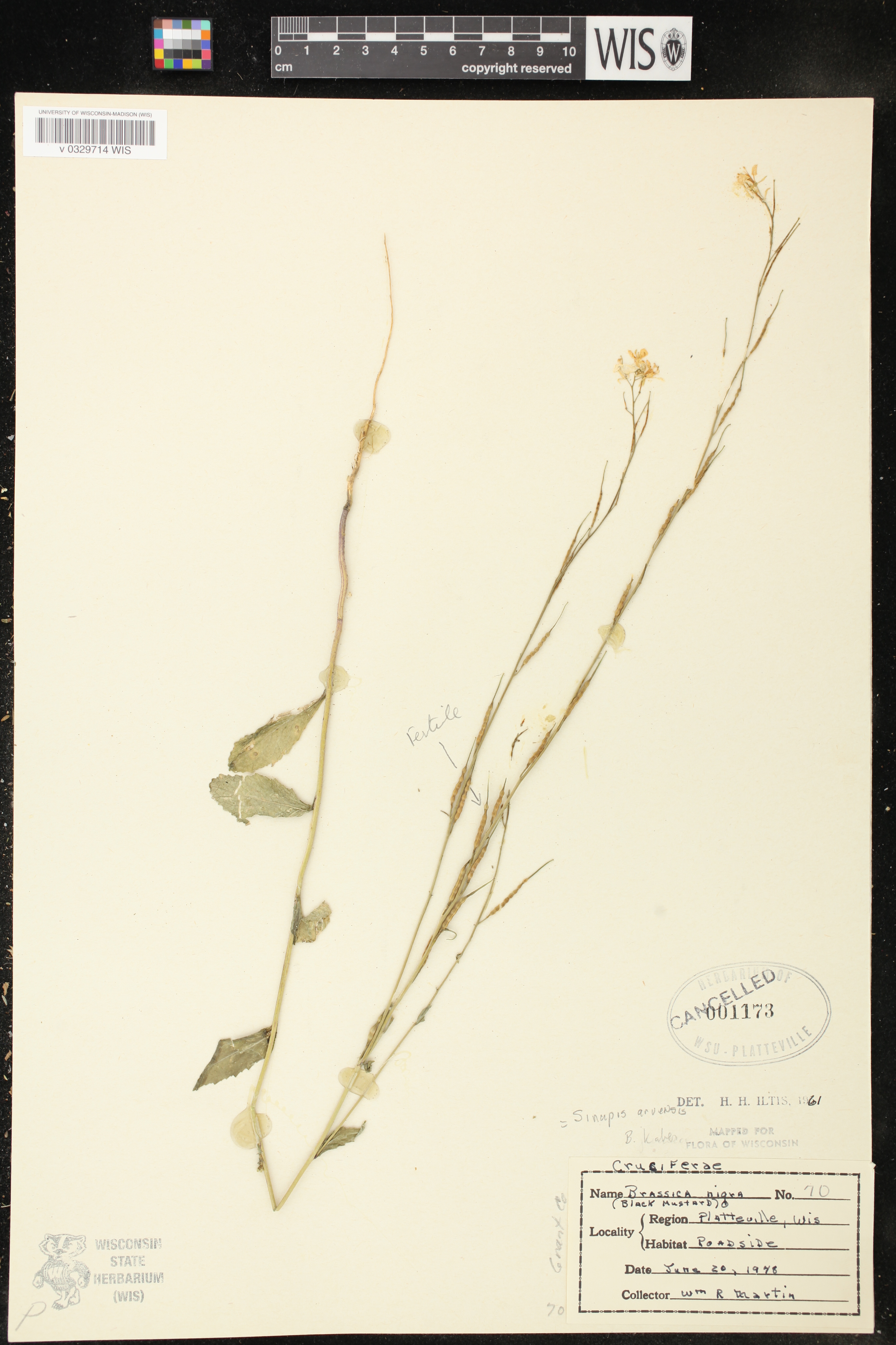 Sinapis arvensis image