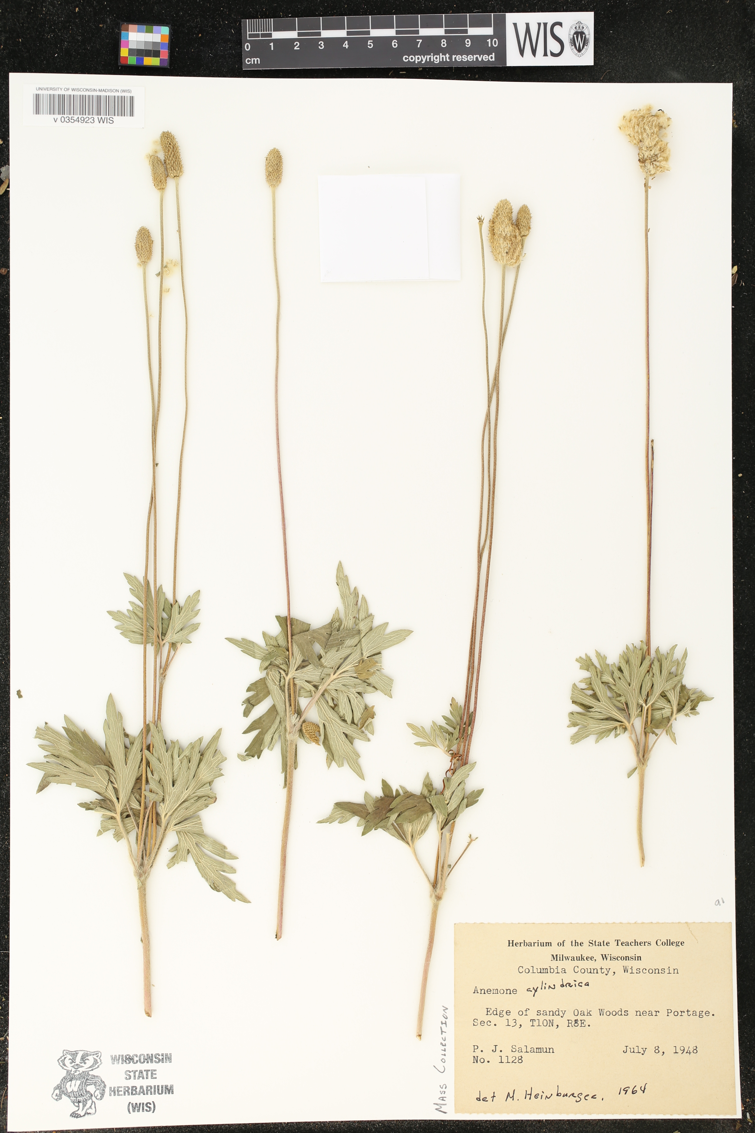 Anemone cylindrica image