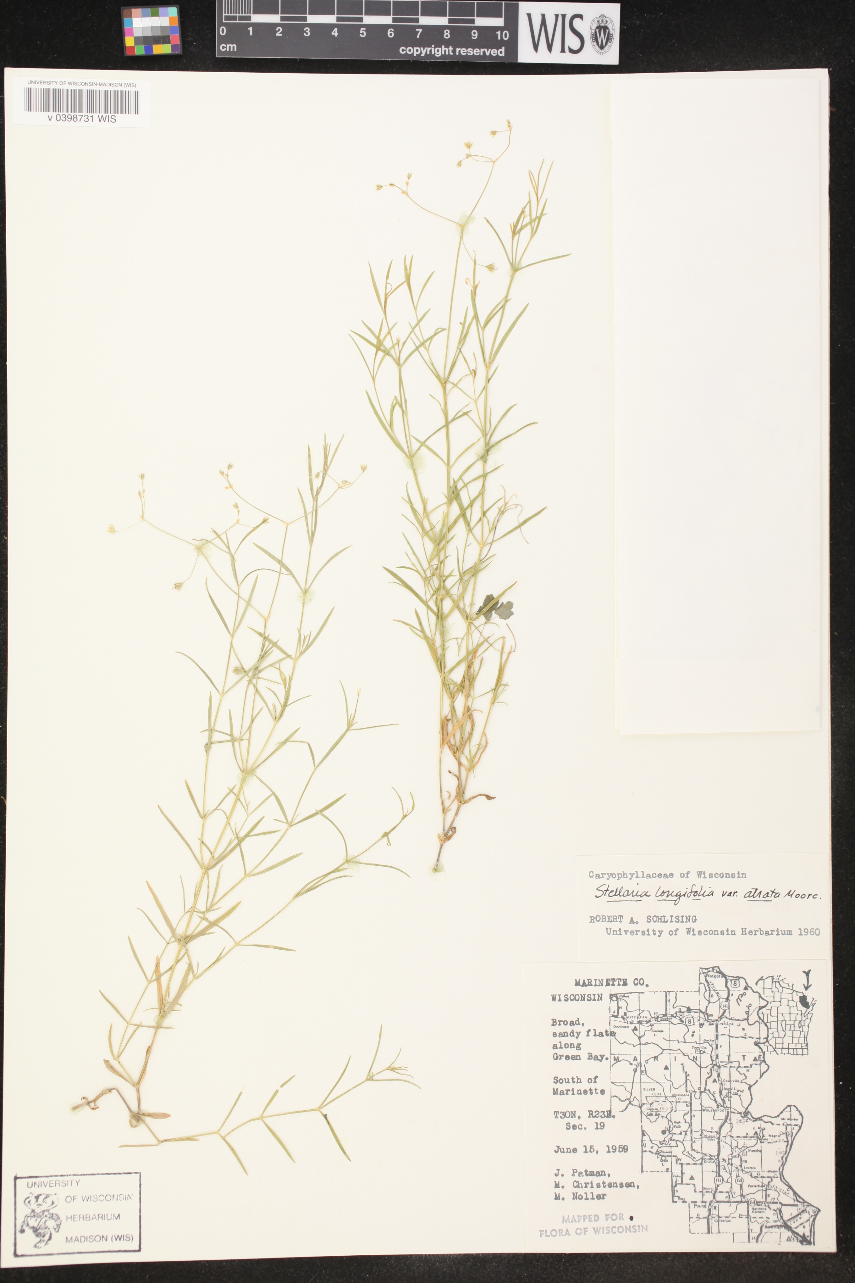 Stellaria longifolia image