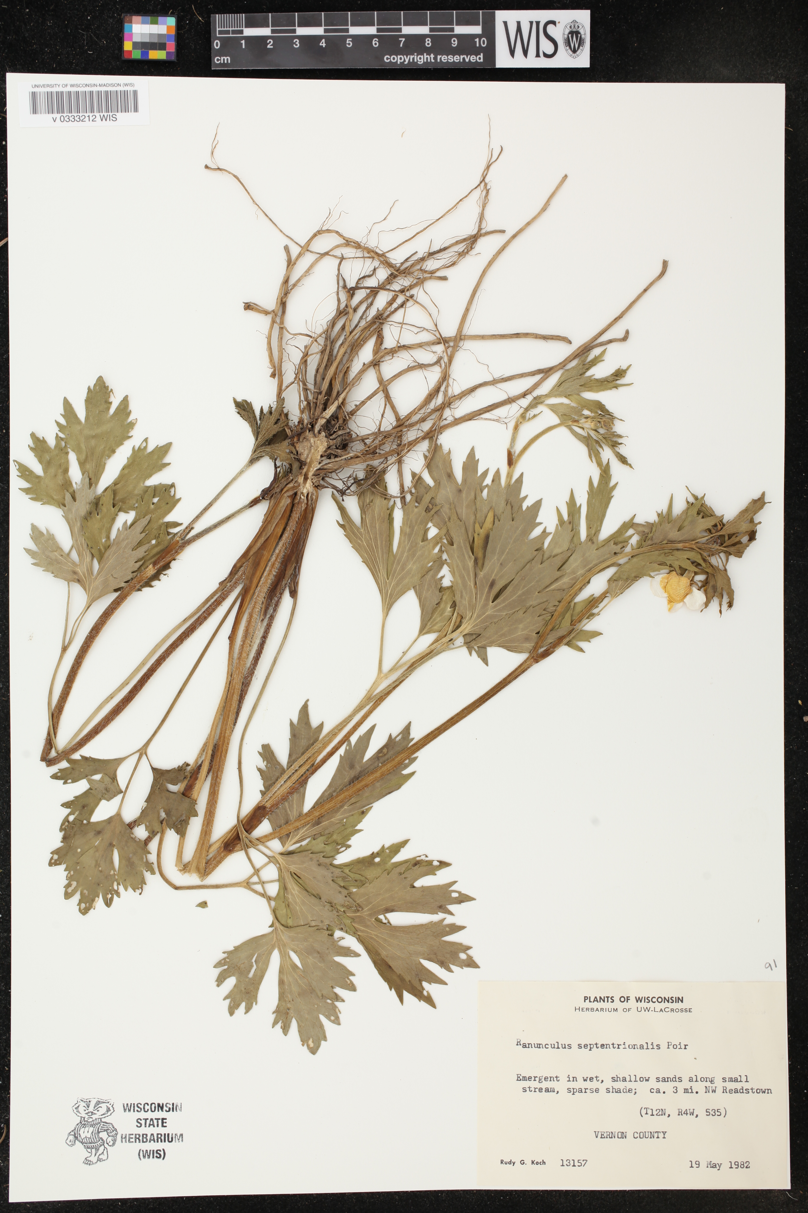 Ranunculus hispidus var. nitidus image