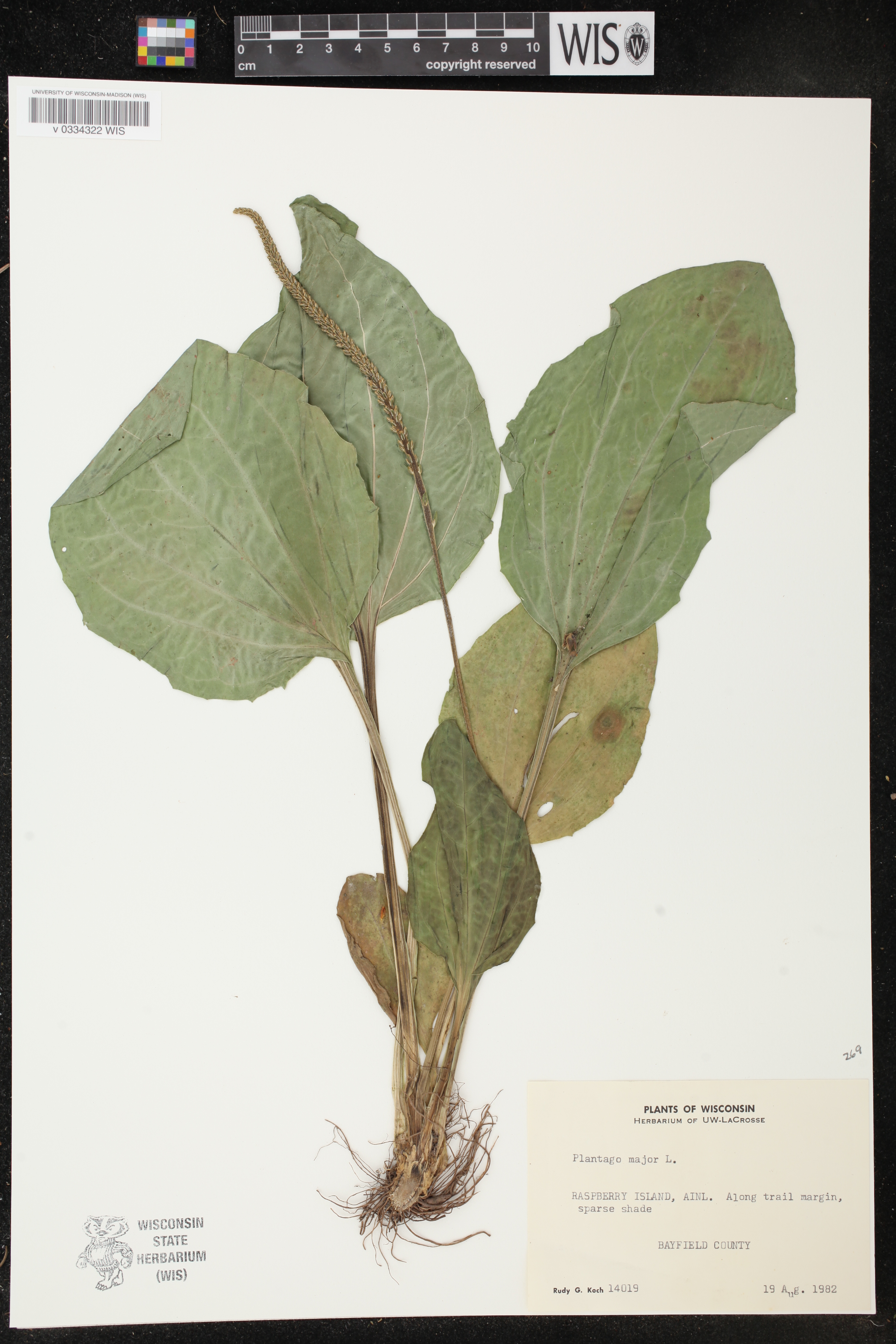 Plantago major image