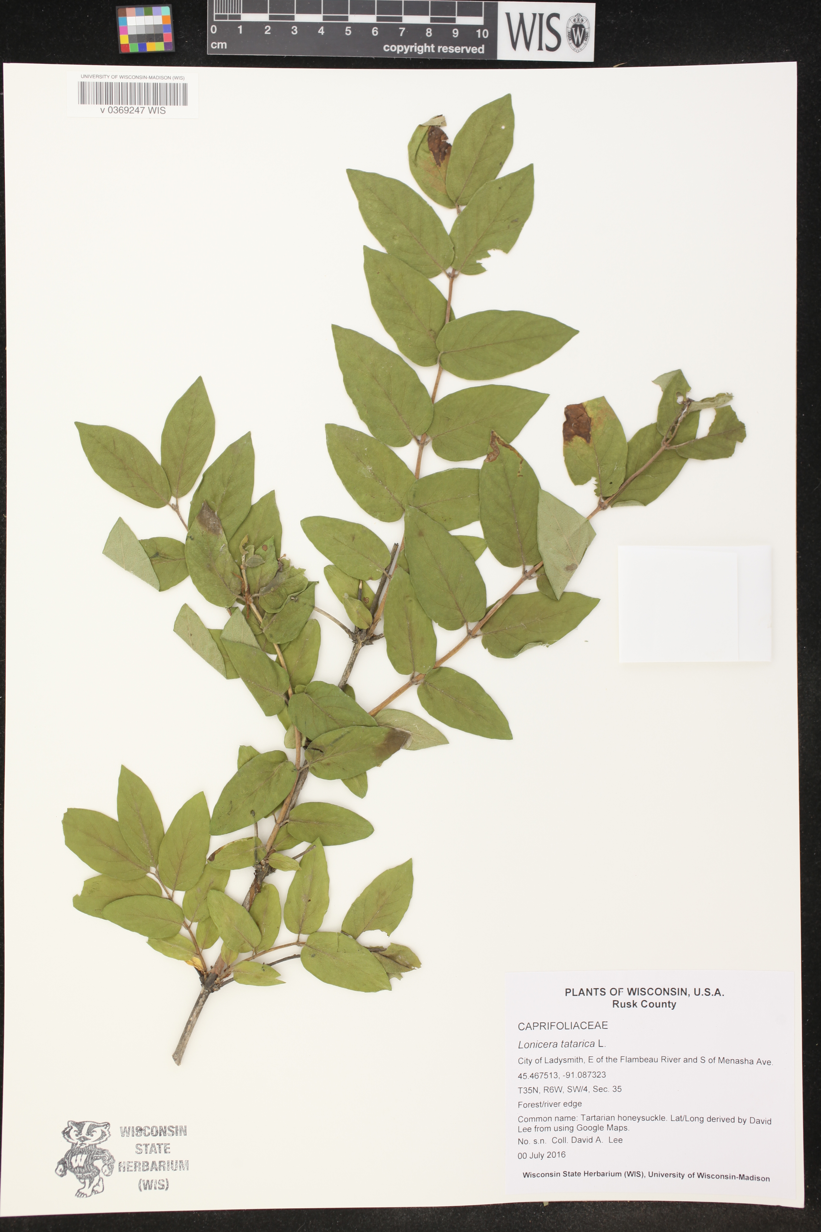 Lonicera tatarica image