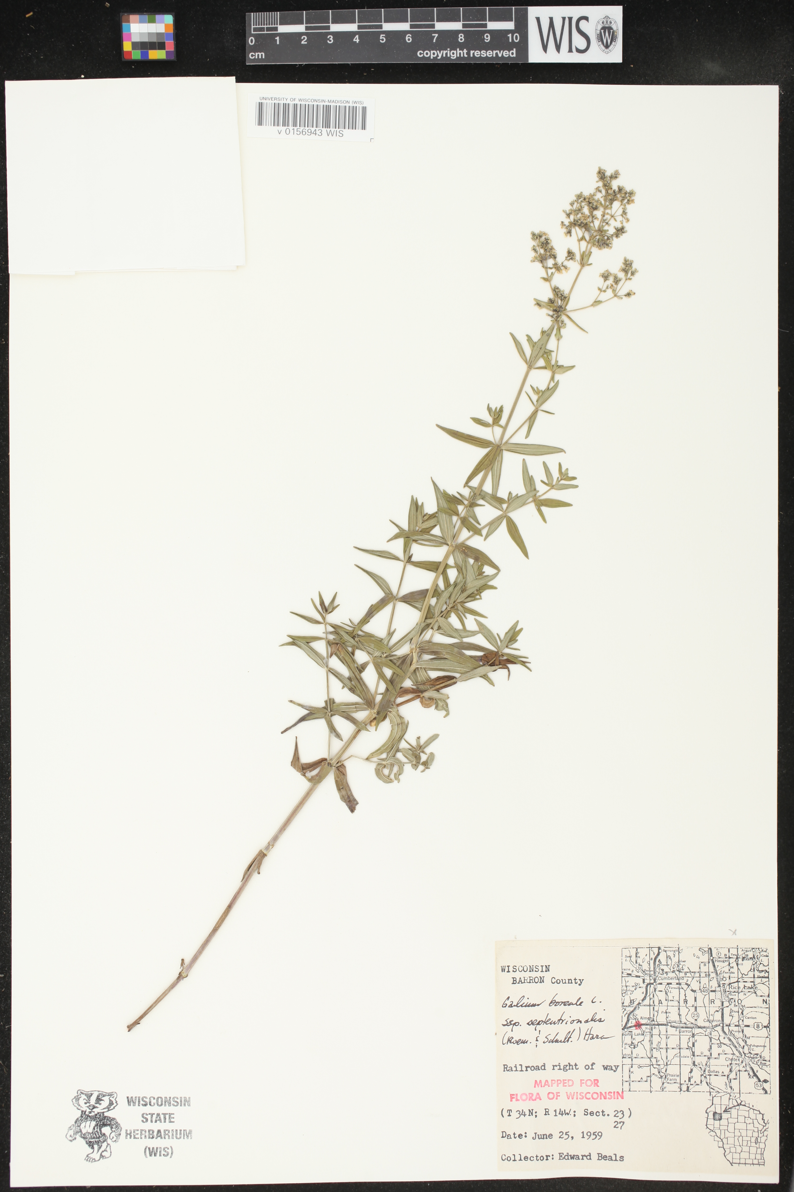 Galium boreale image