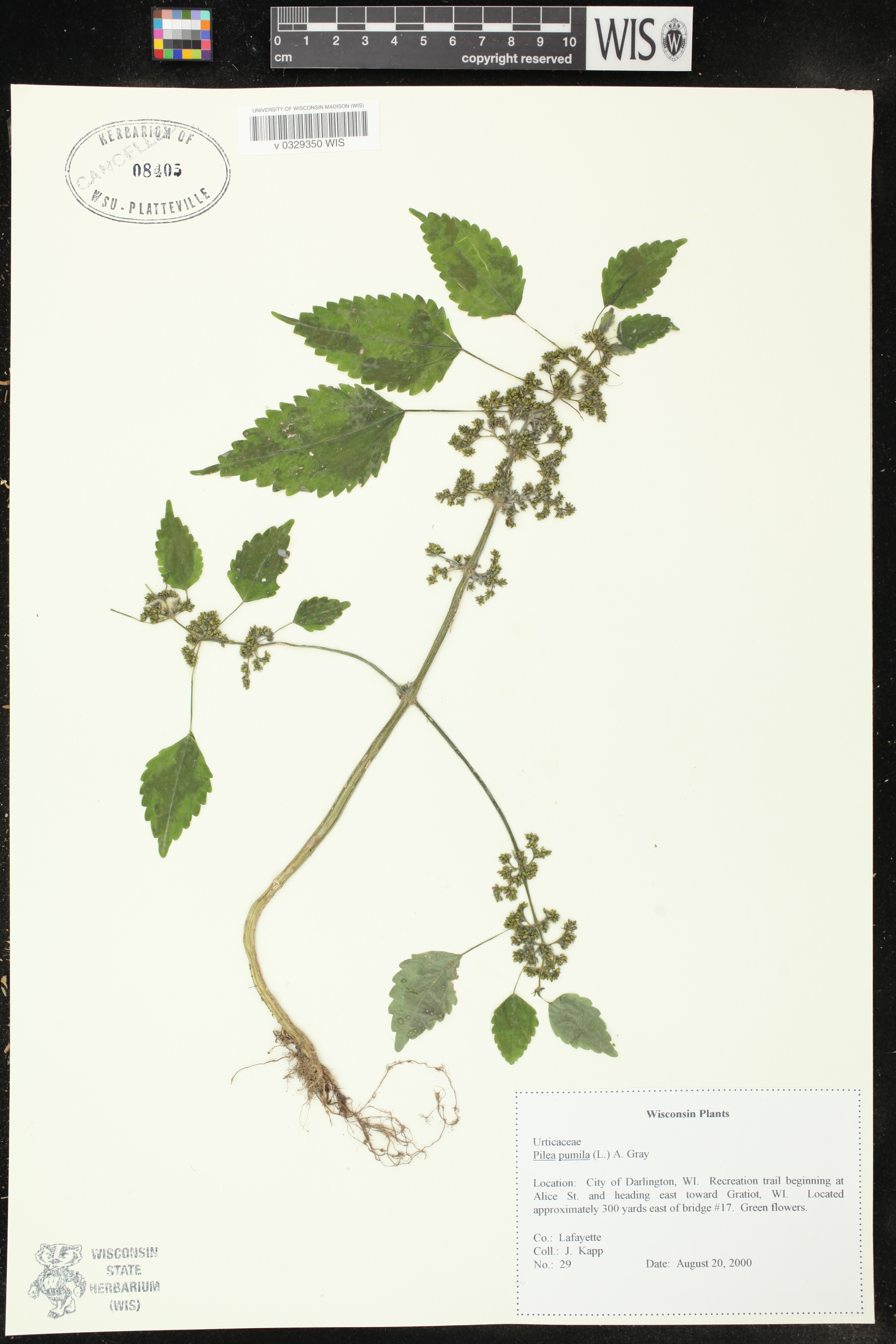 Pilea pumila image