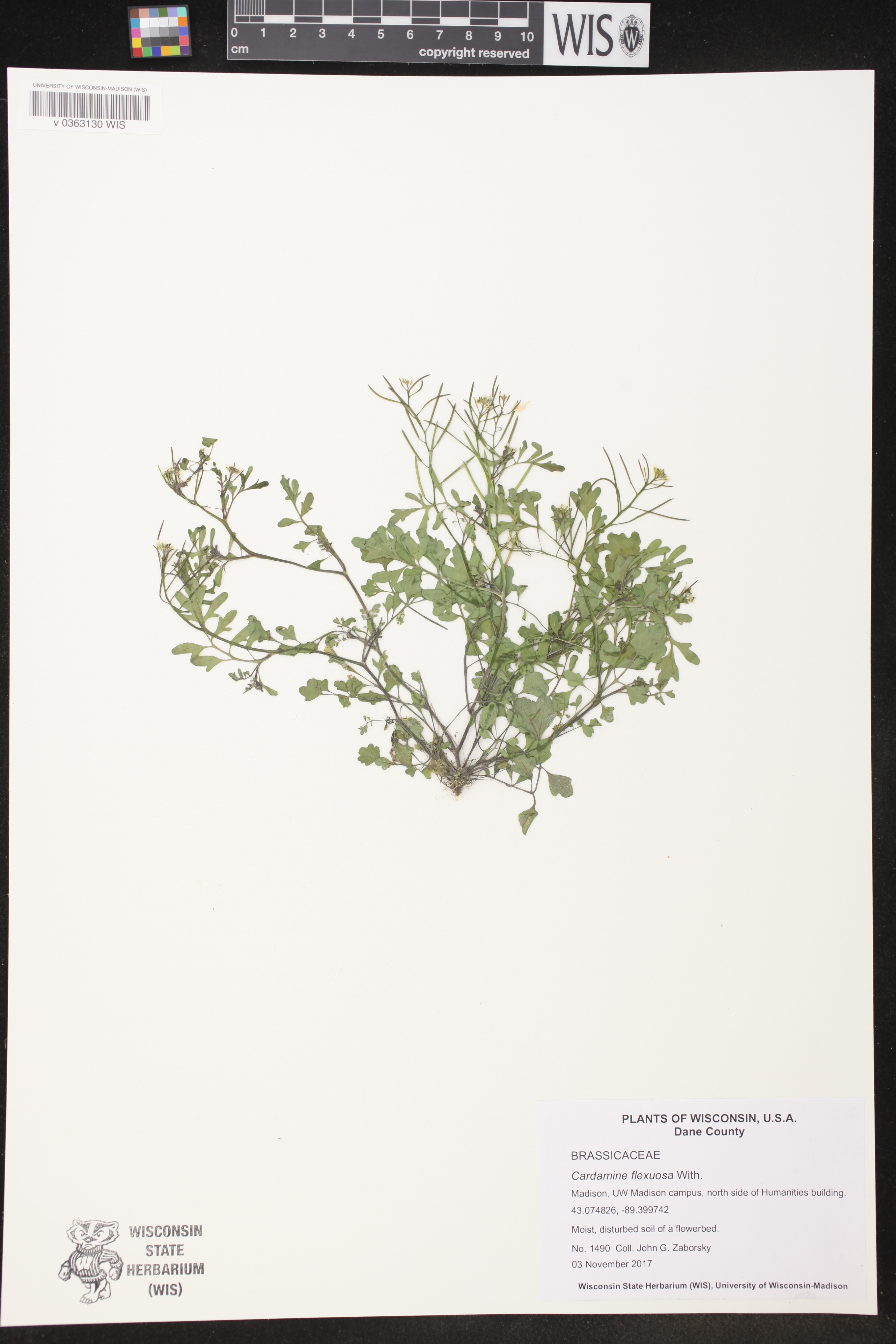 Cardamine flexuosa image