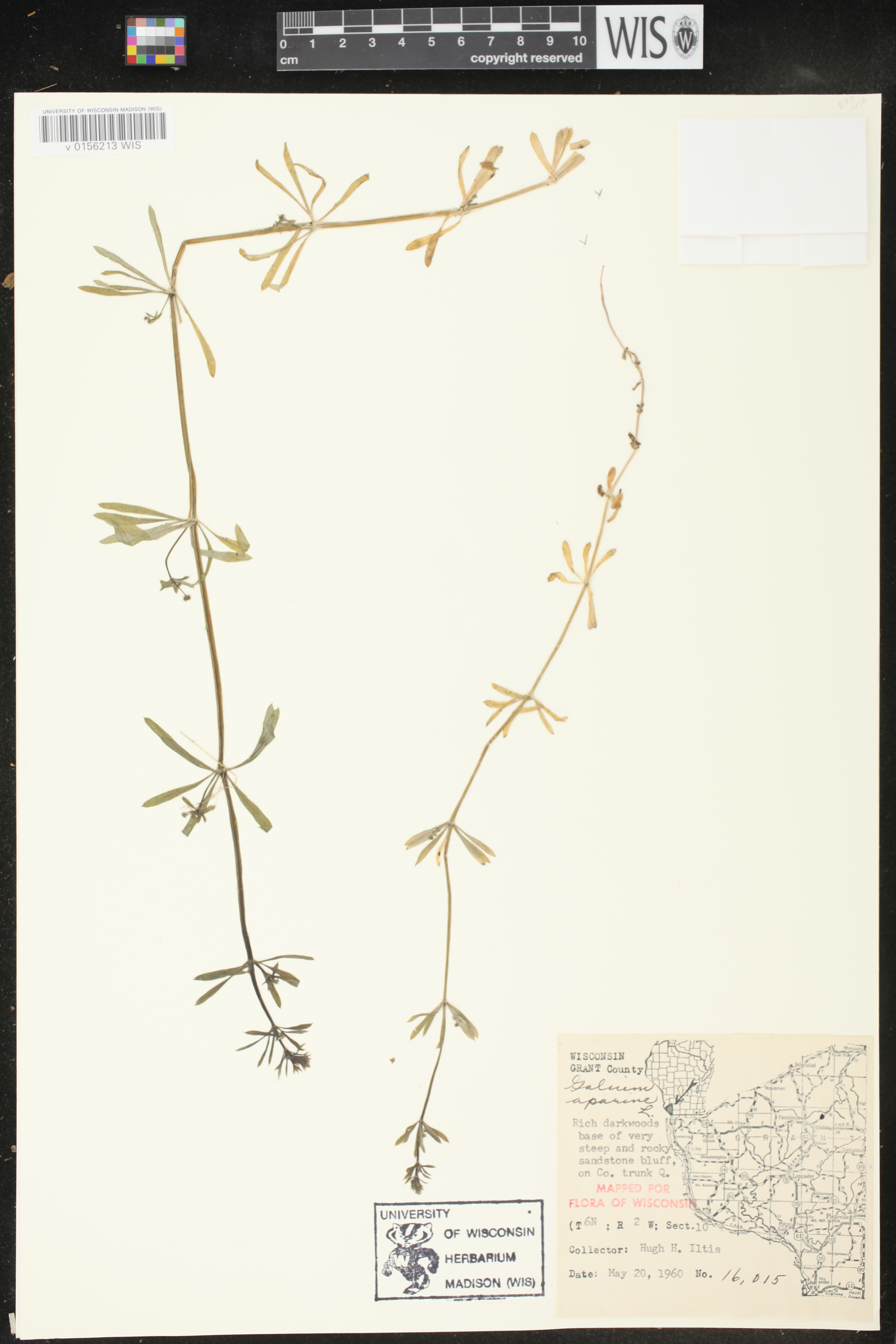 Galium aparine image