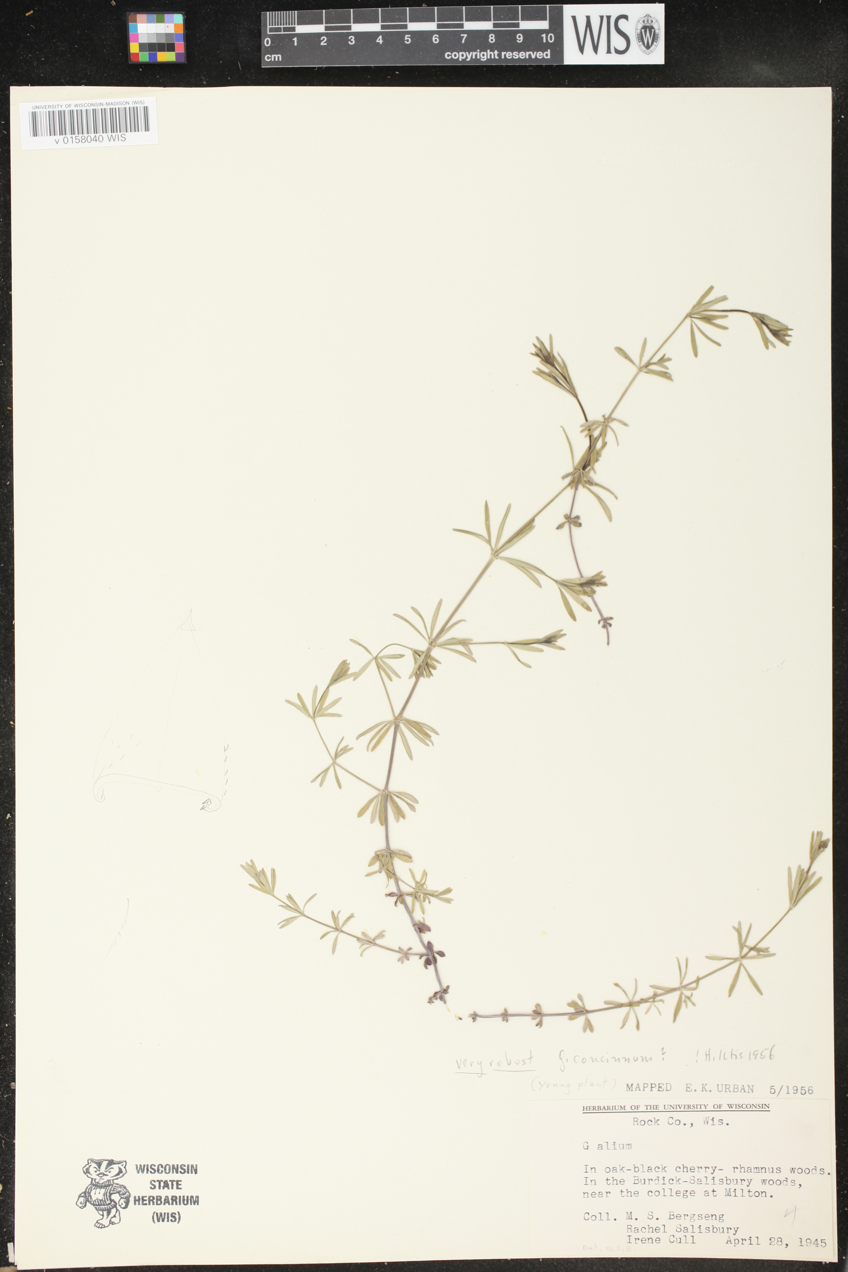 Galium concinnum image