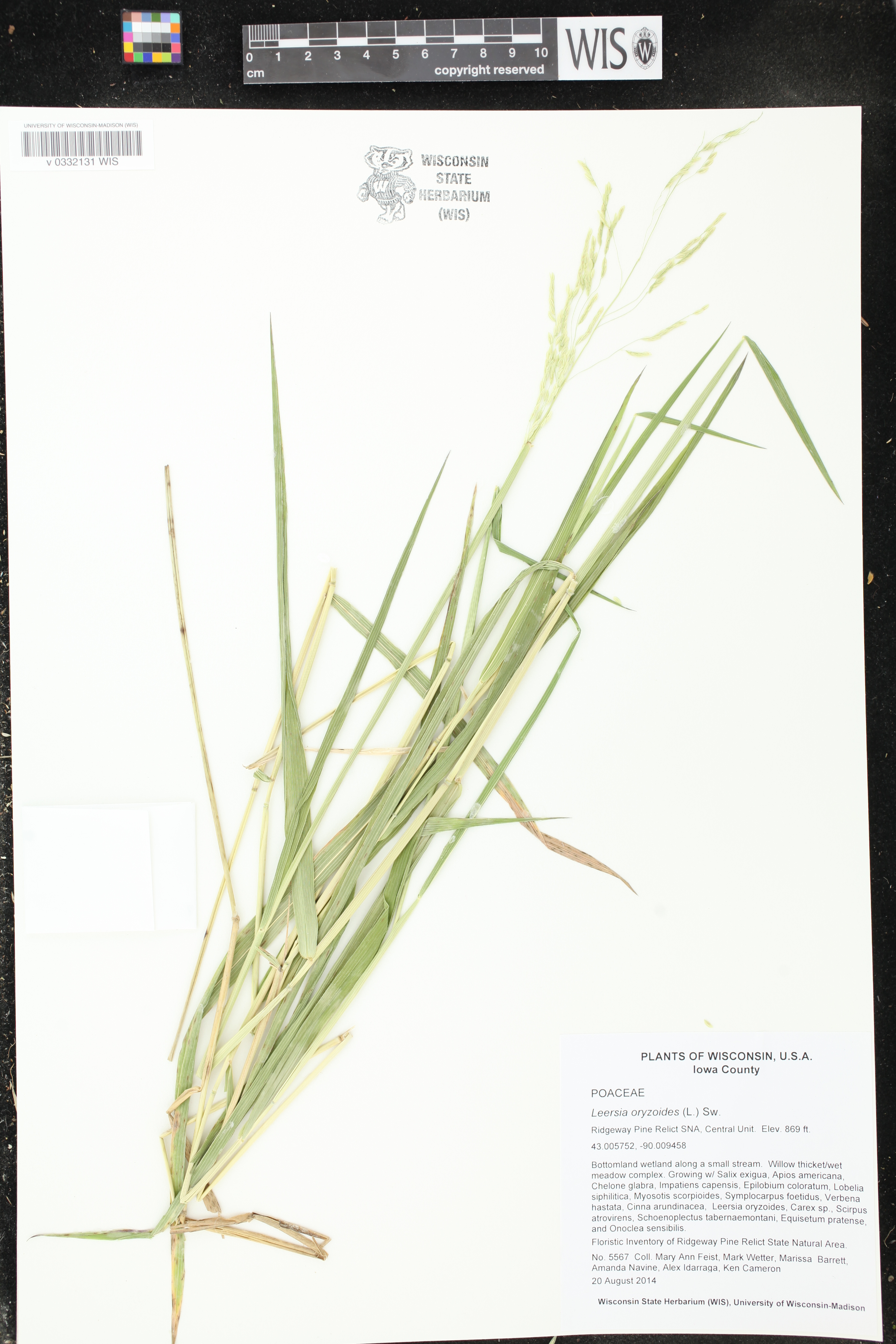 Leersia oryzoides image